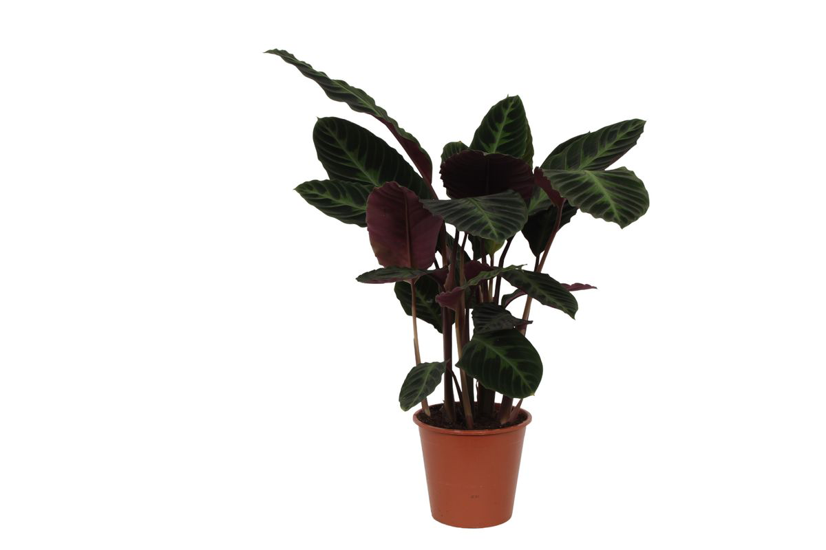 Calathea Warscewiczii Zimmerpflanze