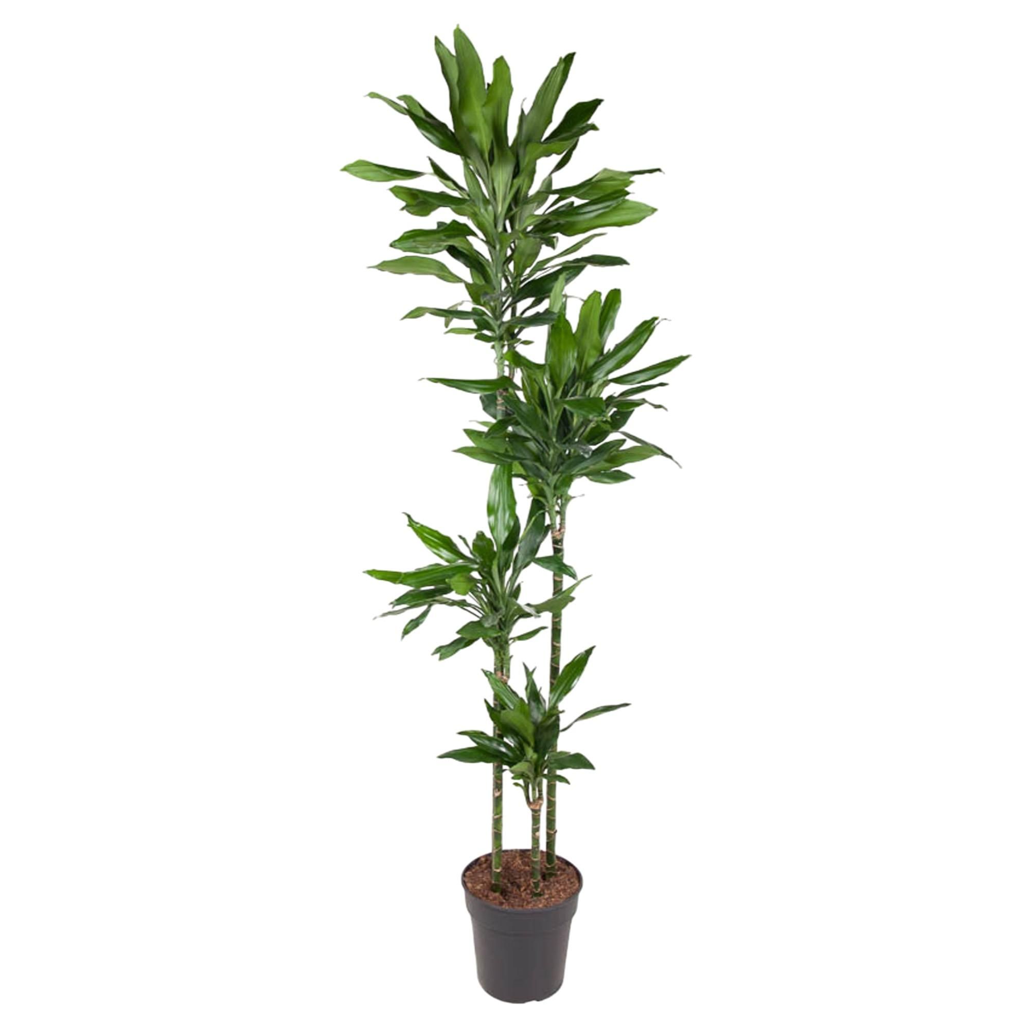 Dracaena Janet Lind Zimmerpflanze mit glänzenden Blättern