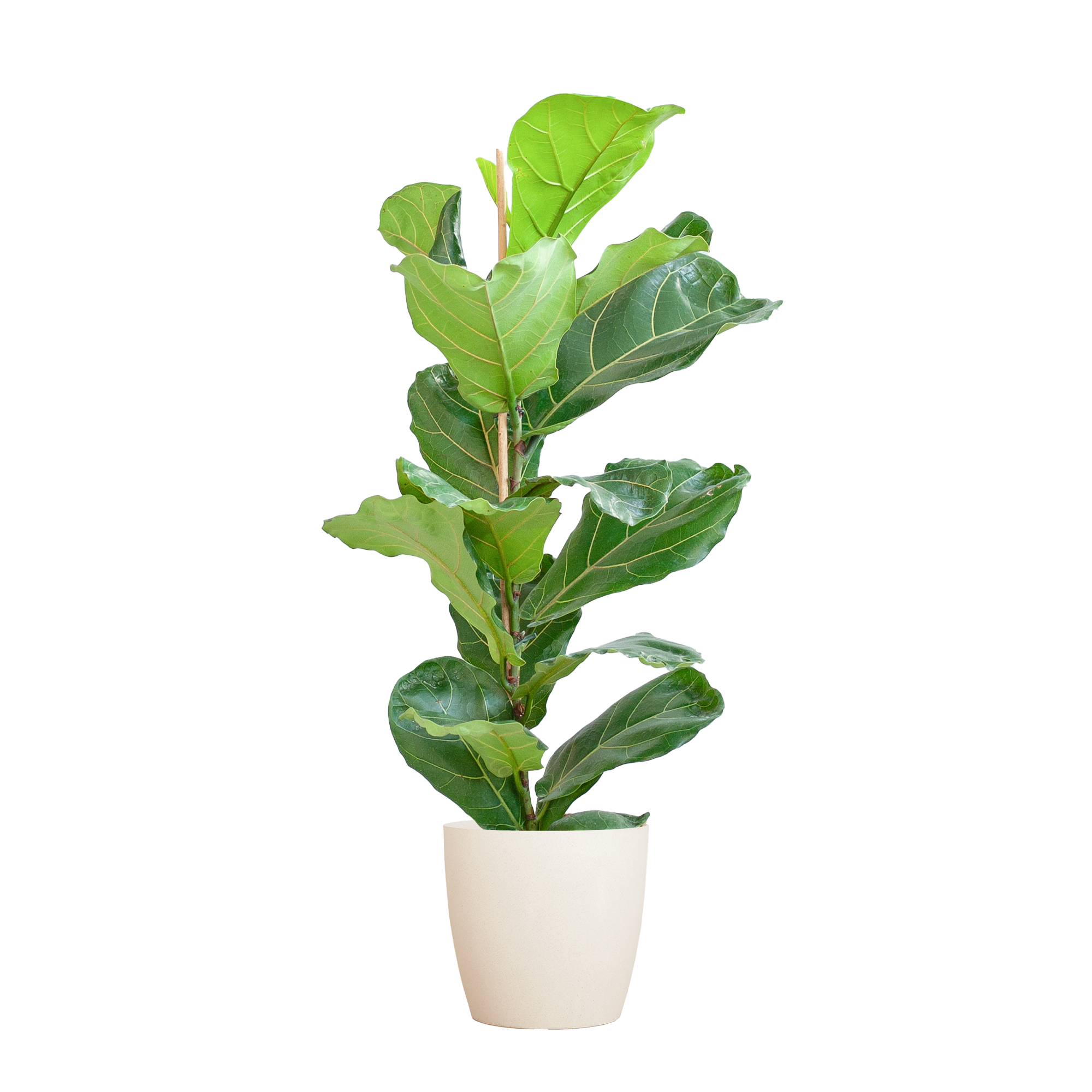 Ficus Lyrata – 80 cm – mit Topf weiß