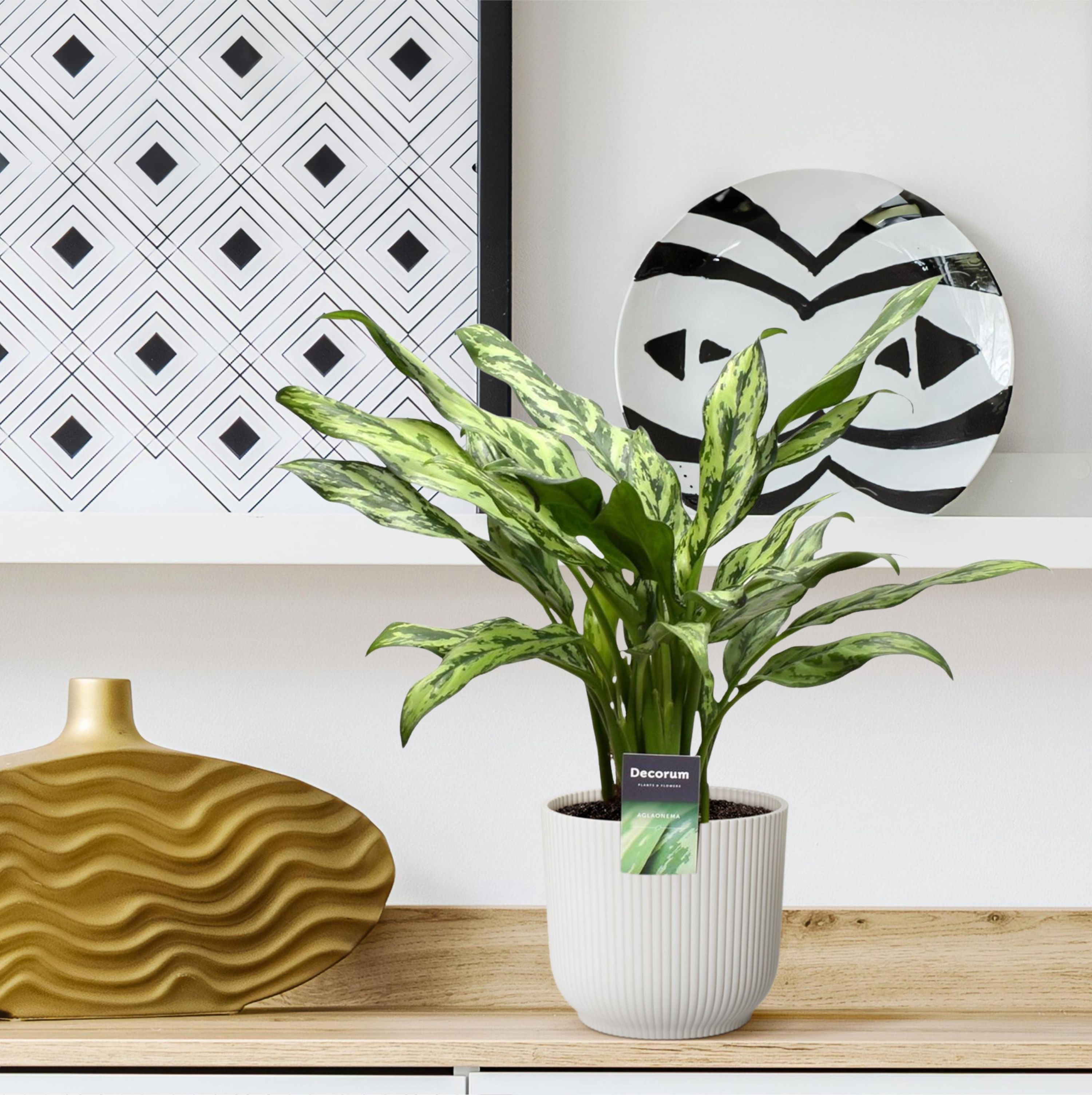Aglaonema Juliette Zimmerpflanze mit elegantem Laub