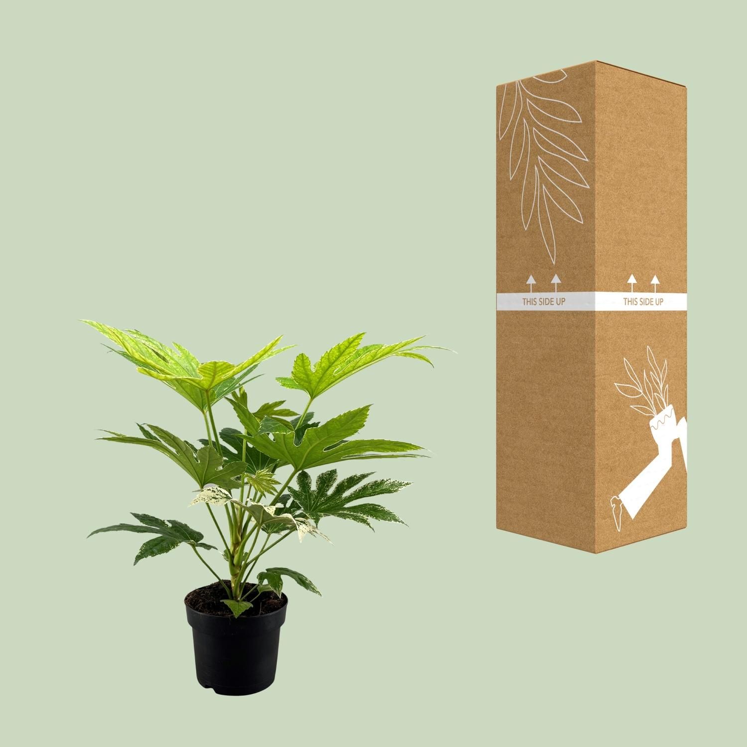 Fatsia Japonica Spider Web Zimmerpflanze