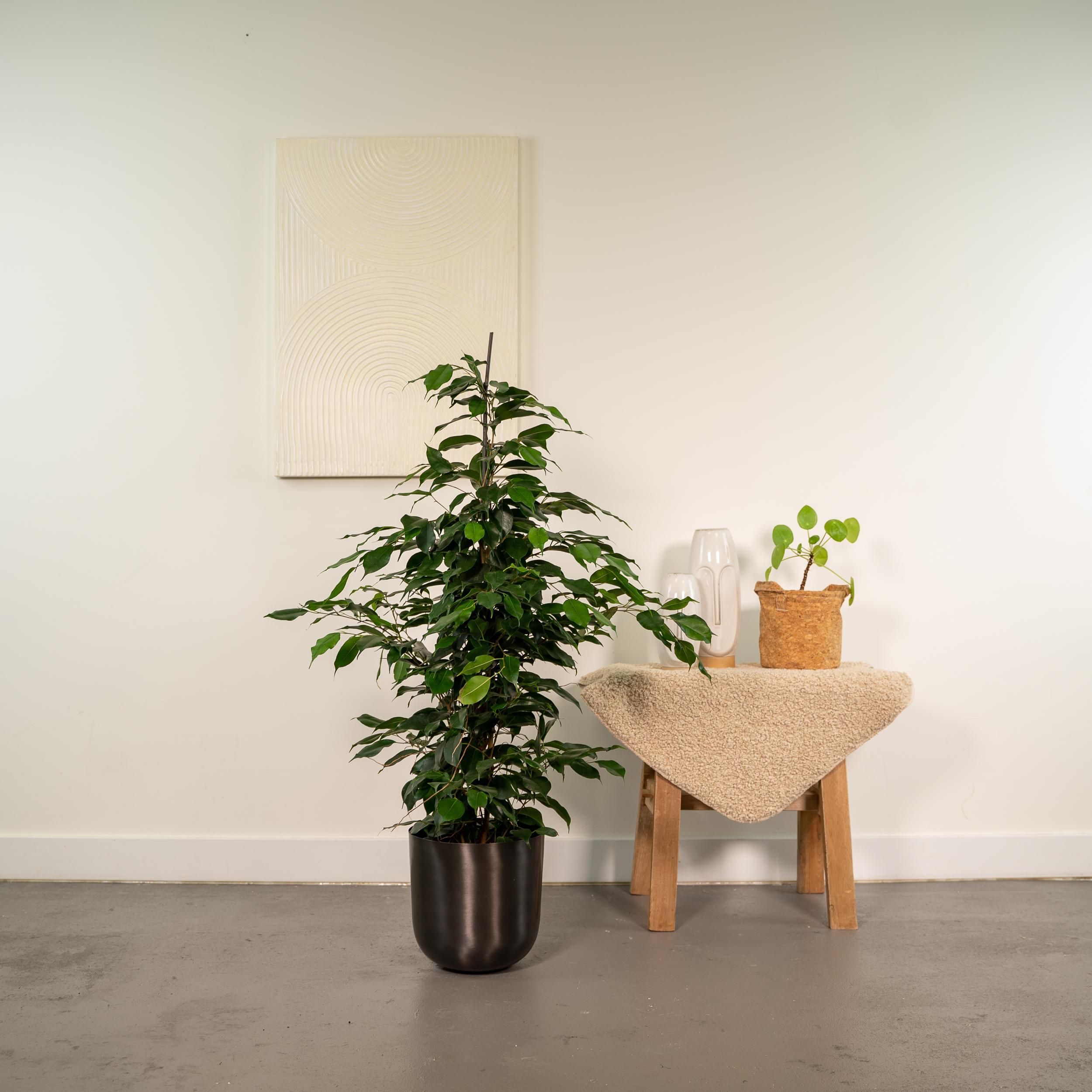 Ficus Benjamina Danielle Zimmerpflanze