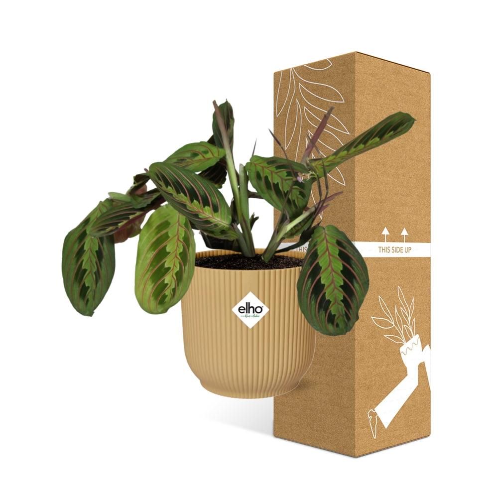 Maranta Leuconeura Faszinierende Gebetspflanze