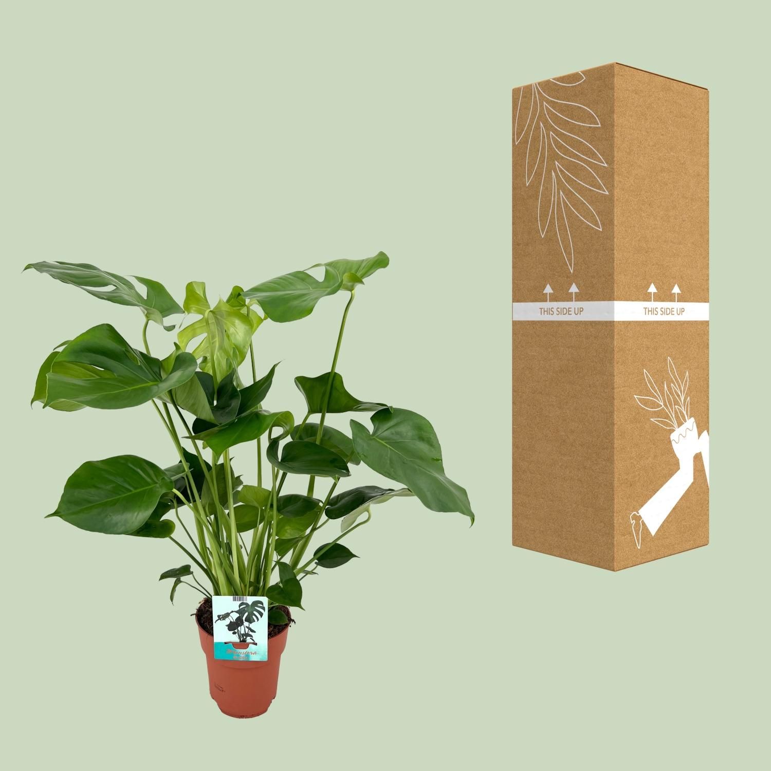 Monstera Deliciosa - Tropische Zimmerpflanze mit fenestrierten Blättern