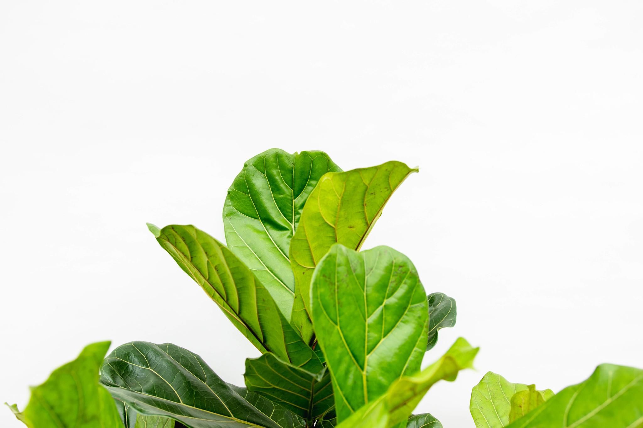Ficus Lyrata XXL Geigenfeige mit verzweigtem Stamm