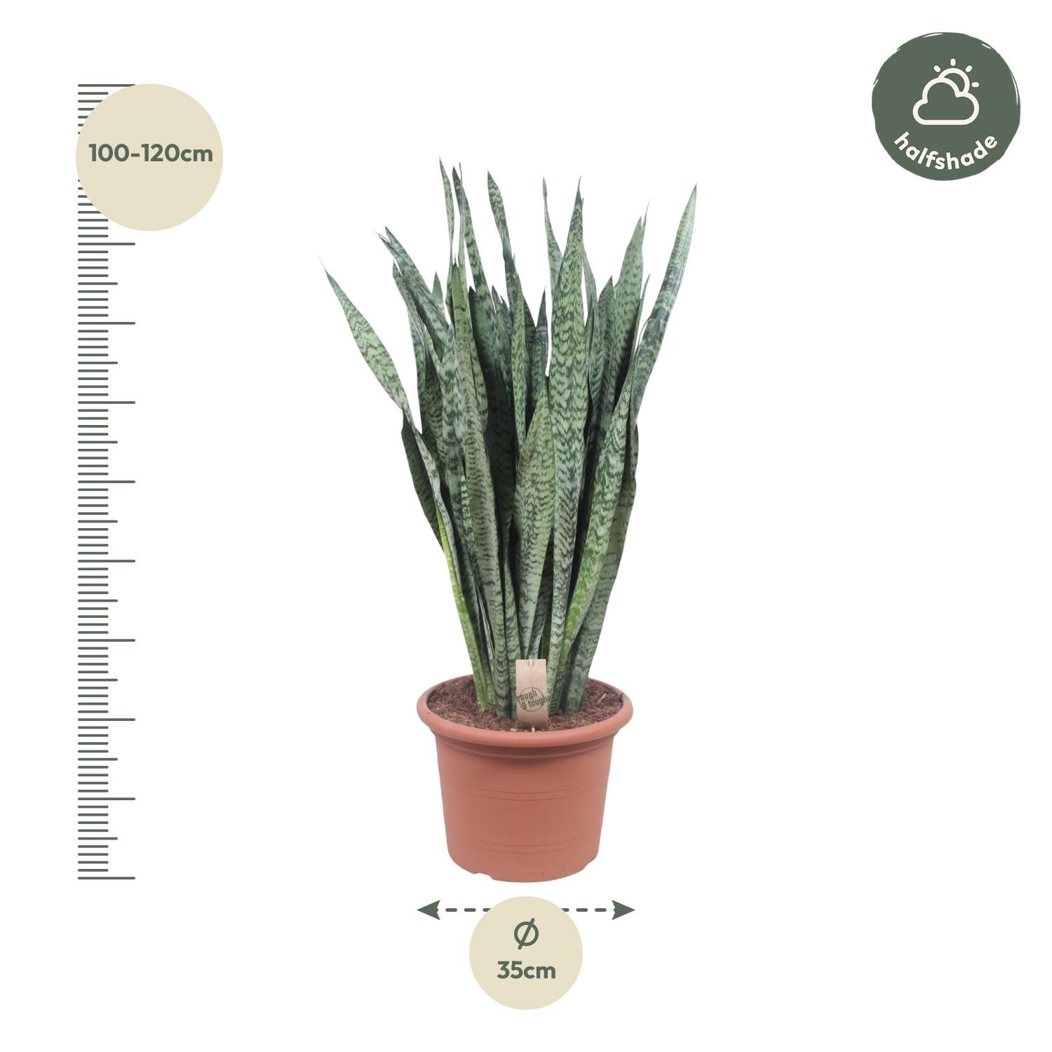 Sansevieria Zeylenica – elegante Zimmerpflanze mit einzigartigem Laub