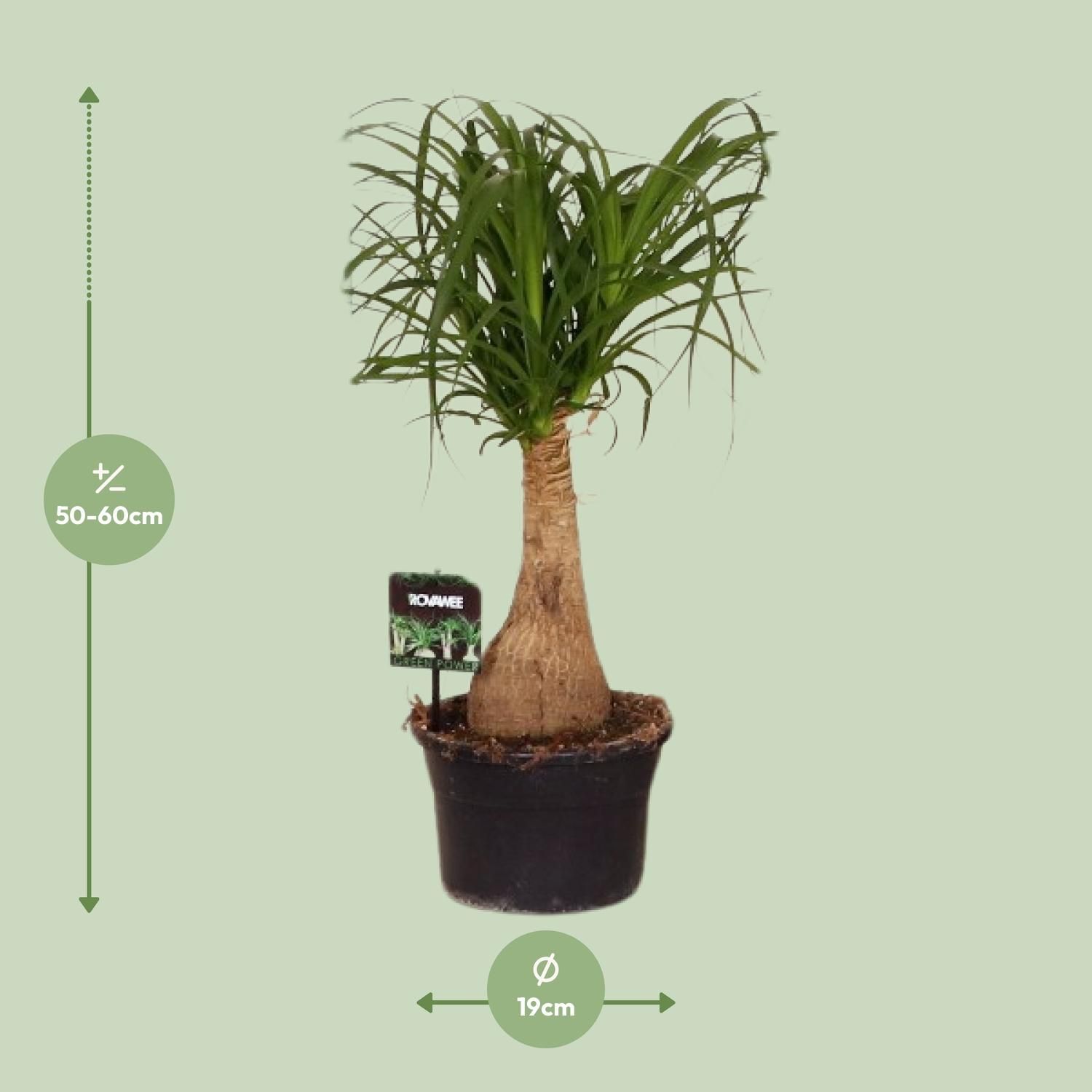 Beaucarnea Nolina Zimmerpflanze