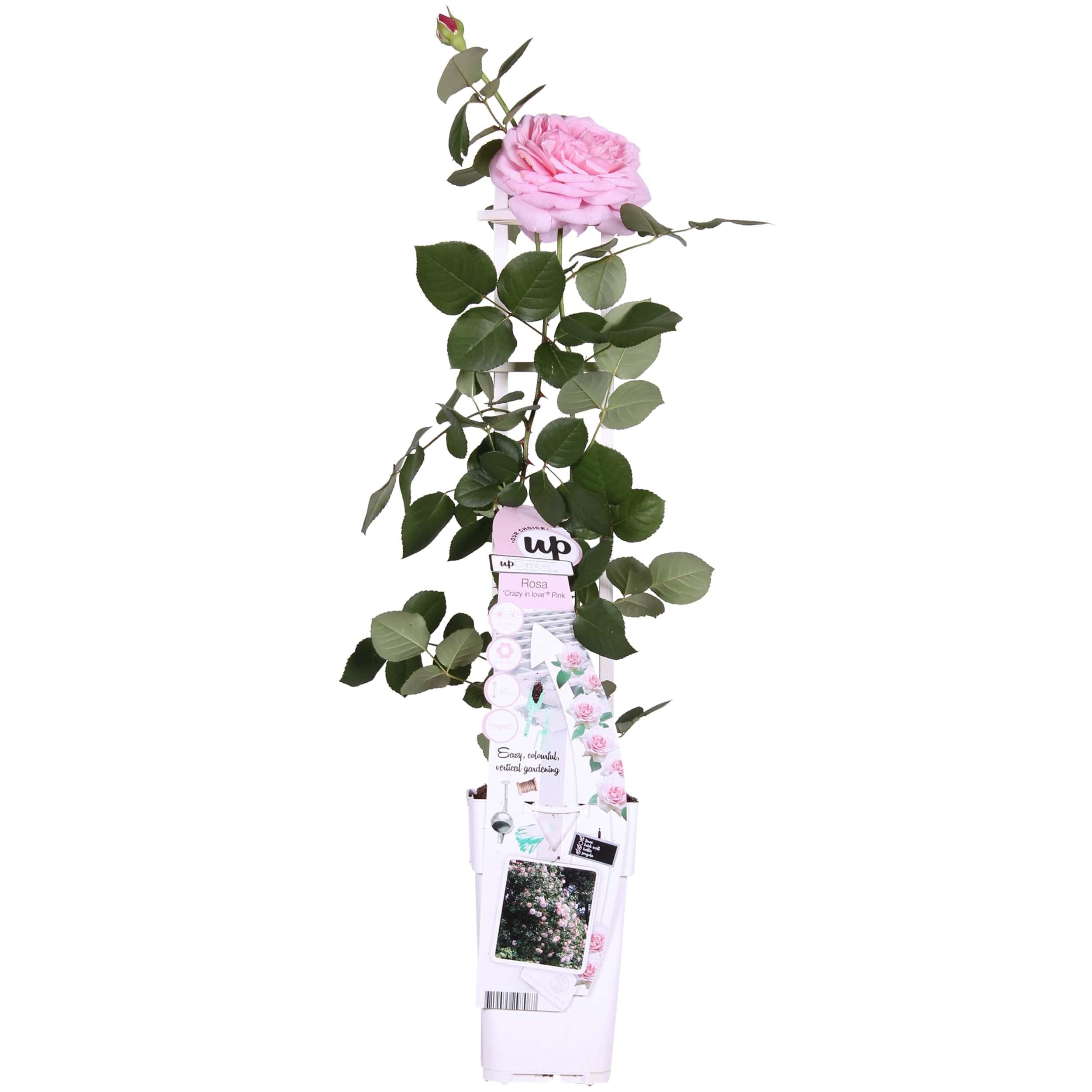 Rosa Kletterrose Crazy in Love Pink