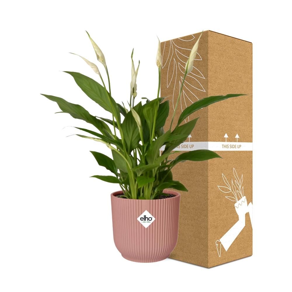 Friedenslilie Spathiphyllum – Elegante Zimmerpflanze mit Luftreinigender Wirkung