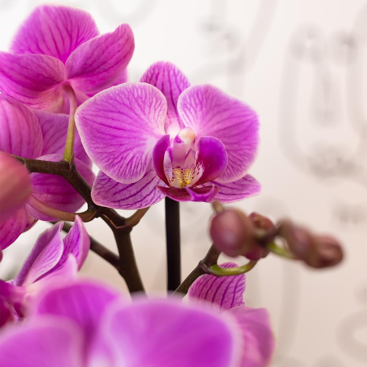 Phalaenopsis Orchidee - lila blühende Zimmerpflanze