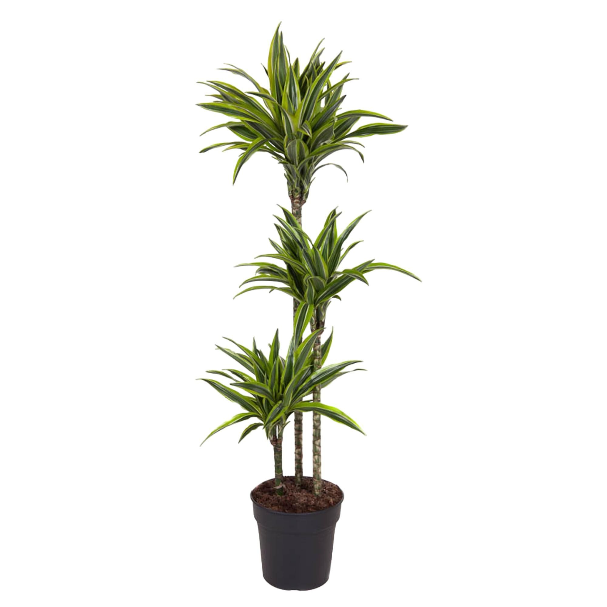 Dracaena Lemon Lime Zimmerpflanze