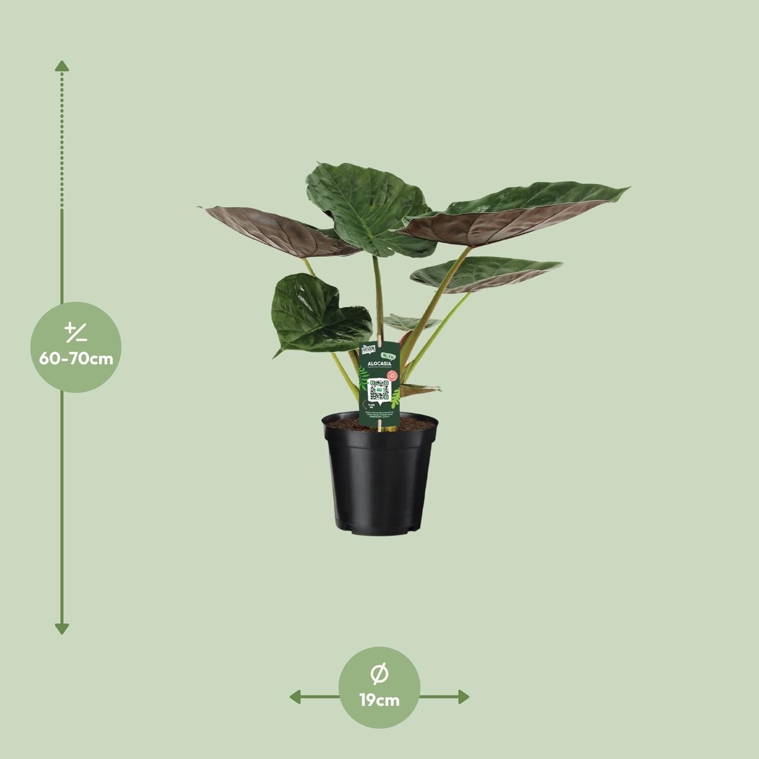 Alocasia Wentii – Elefantenohr Zimmerpflanze