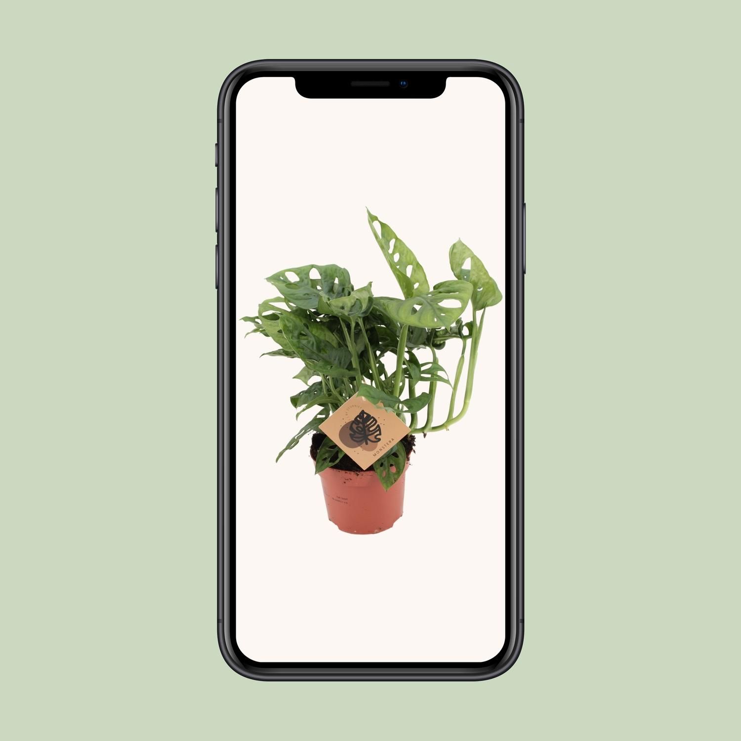 Monstera Monkey Elegante Zimmerpflanze