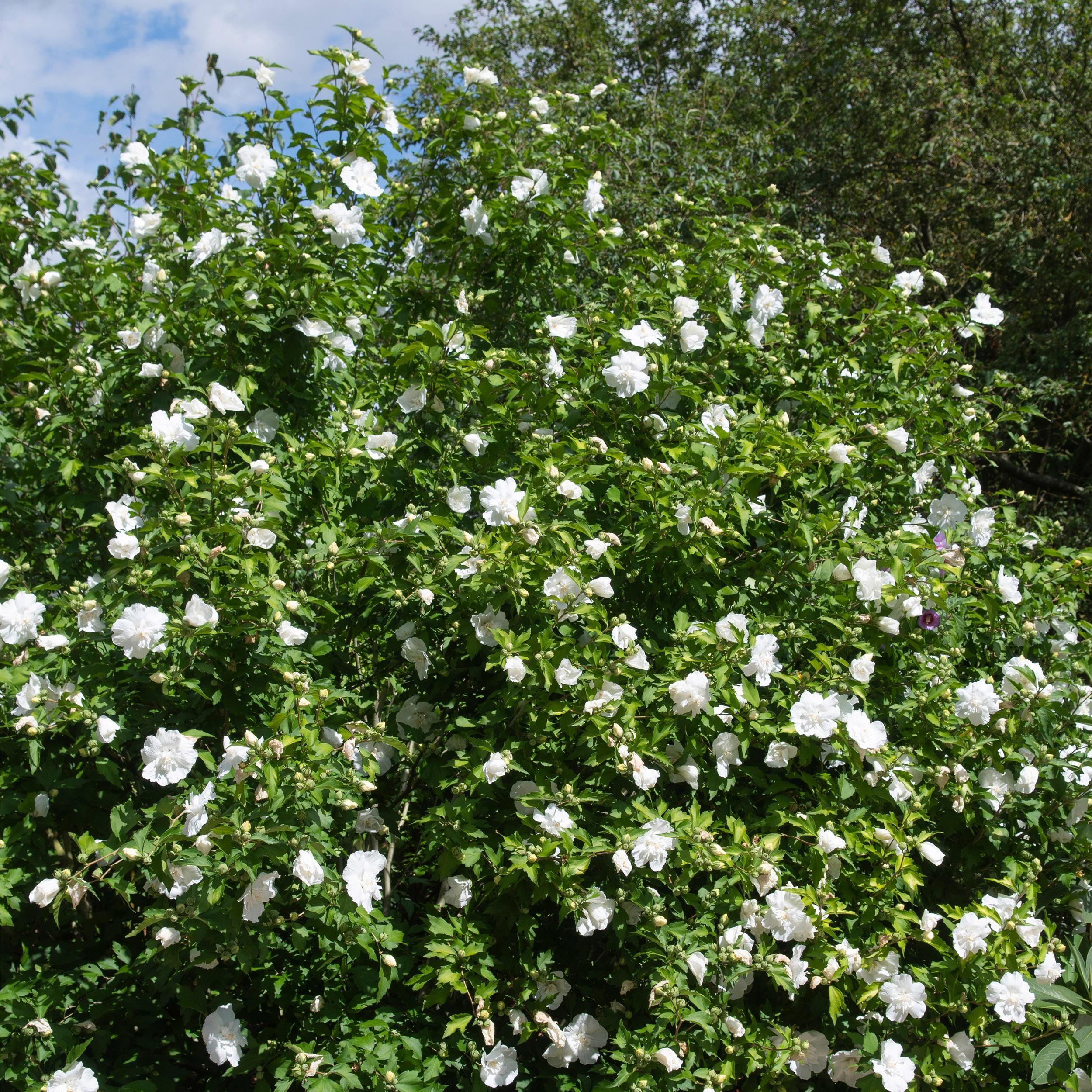 Gartenpflanze Hibiscus syriacus White Chiffon® – Stamm-Pflanze – Wenig Pflege | Topf 19cm Höhe 90cm