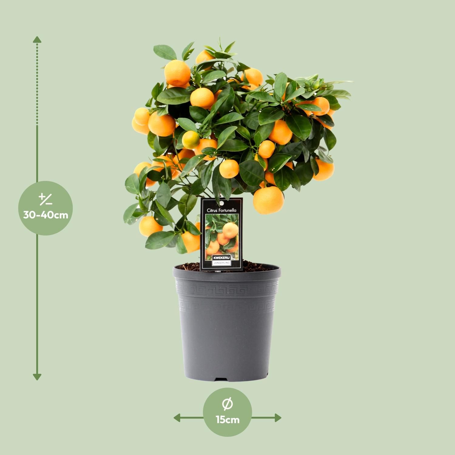 Citrus Calamondin Zimmerpflanze