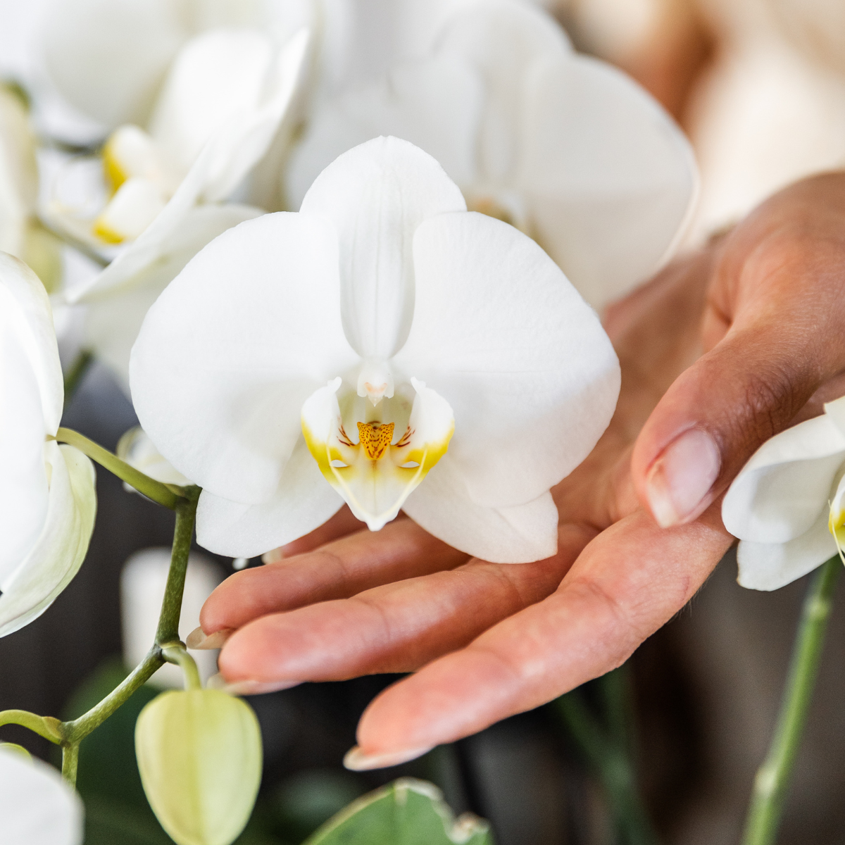 COMBI DEAL 2 weiße Phalaenopsis Orchideen – Ø12cm Topf – blühende Zimmerpflanze