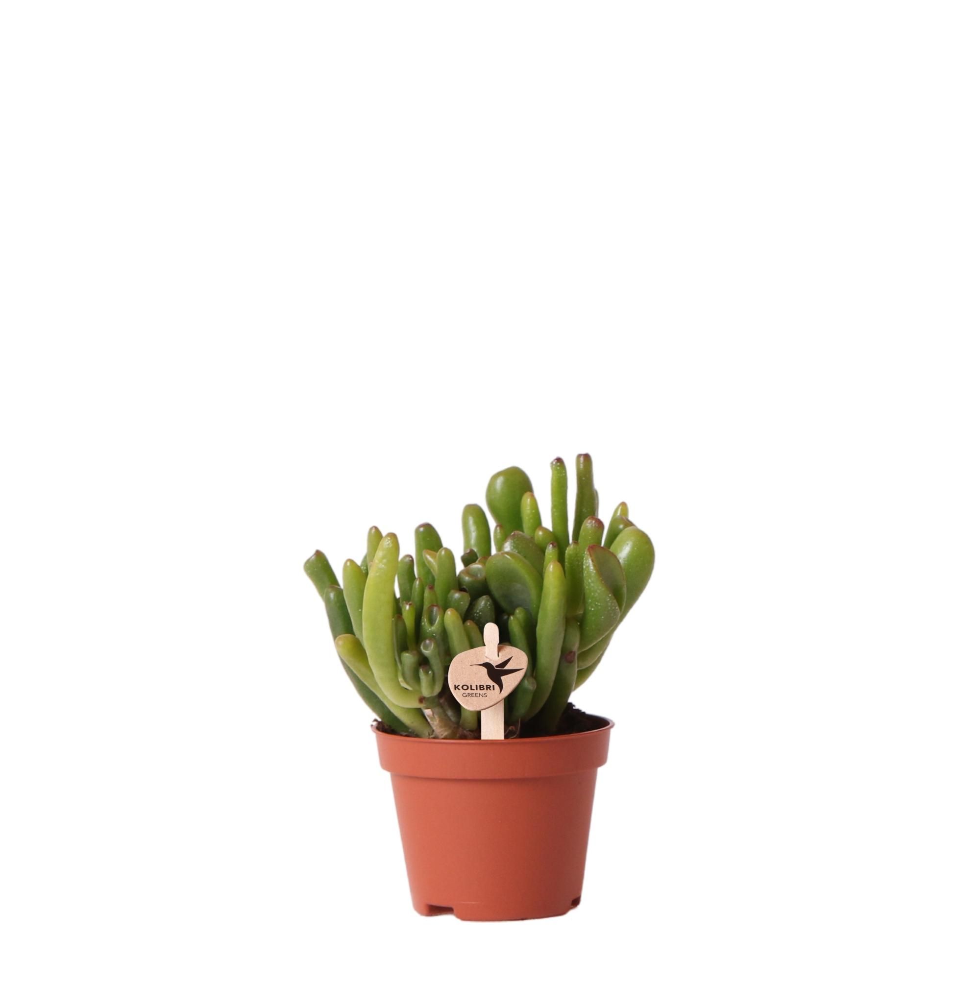 Crassula Hobbit Sukkulente grüne Zimmerpflanze