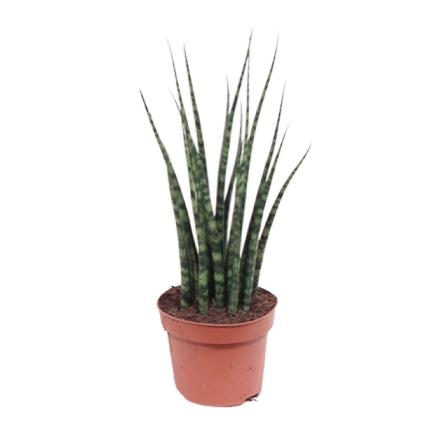 Sansevieria Fernwood Mikado Zimmerpflanze