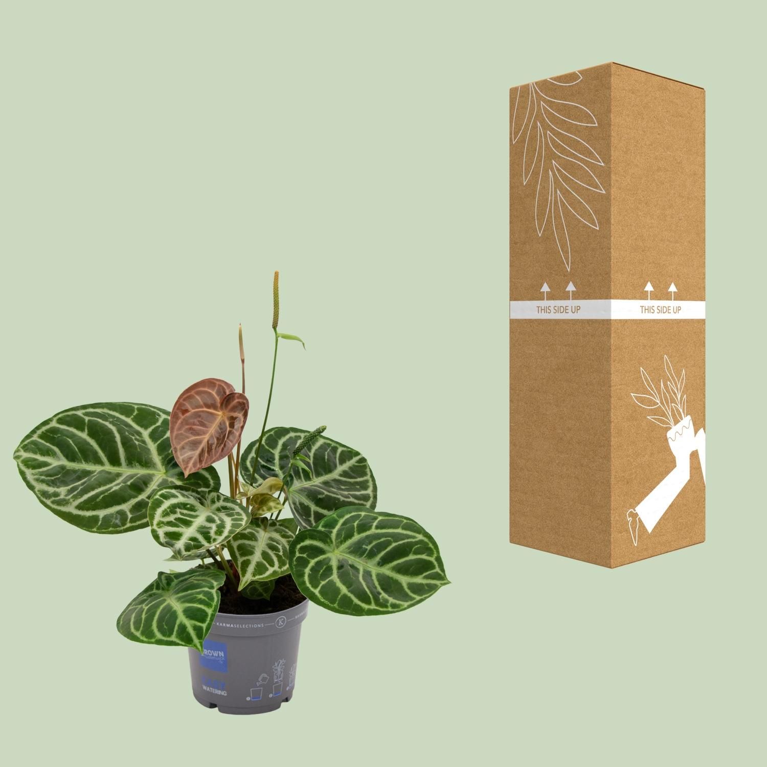 Anthurium Crystal Hybride Pflanze