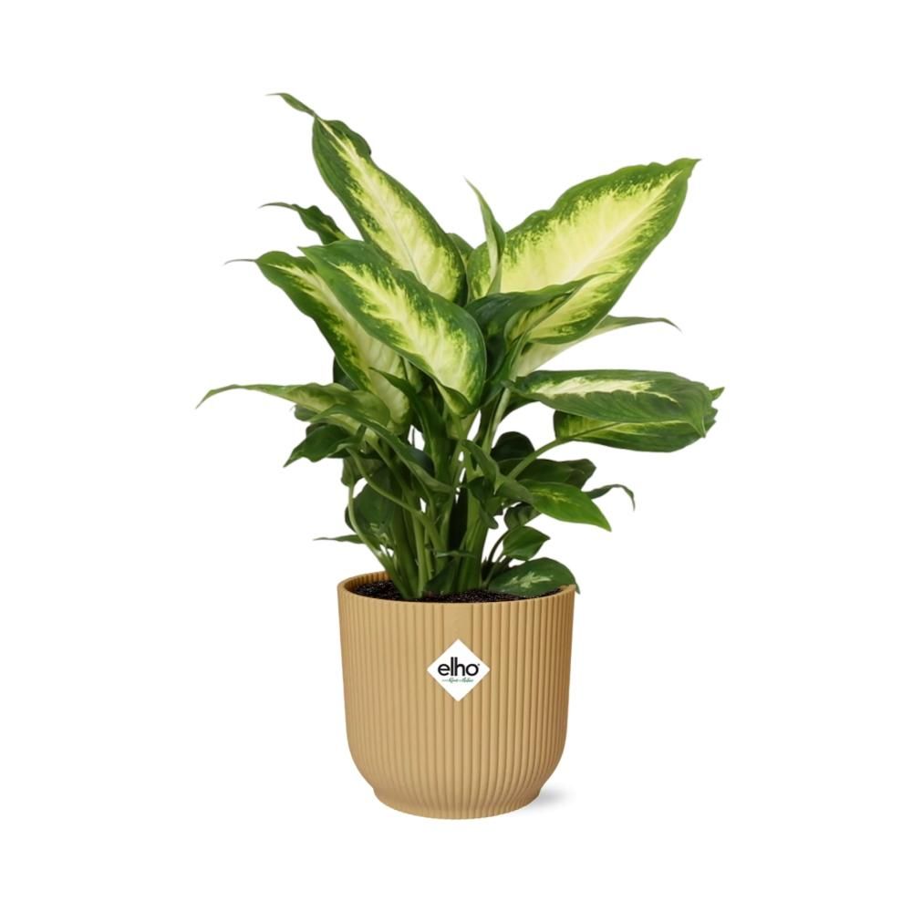 Dieffenbachia Zimmerpflanze im gelben ELHO Übertopf