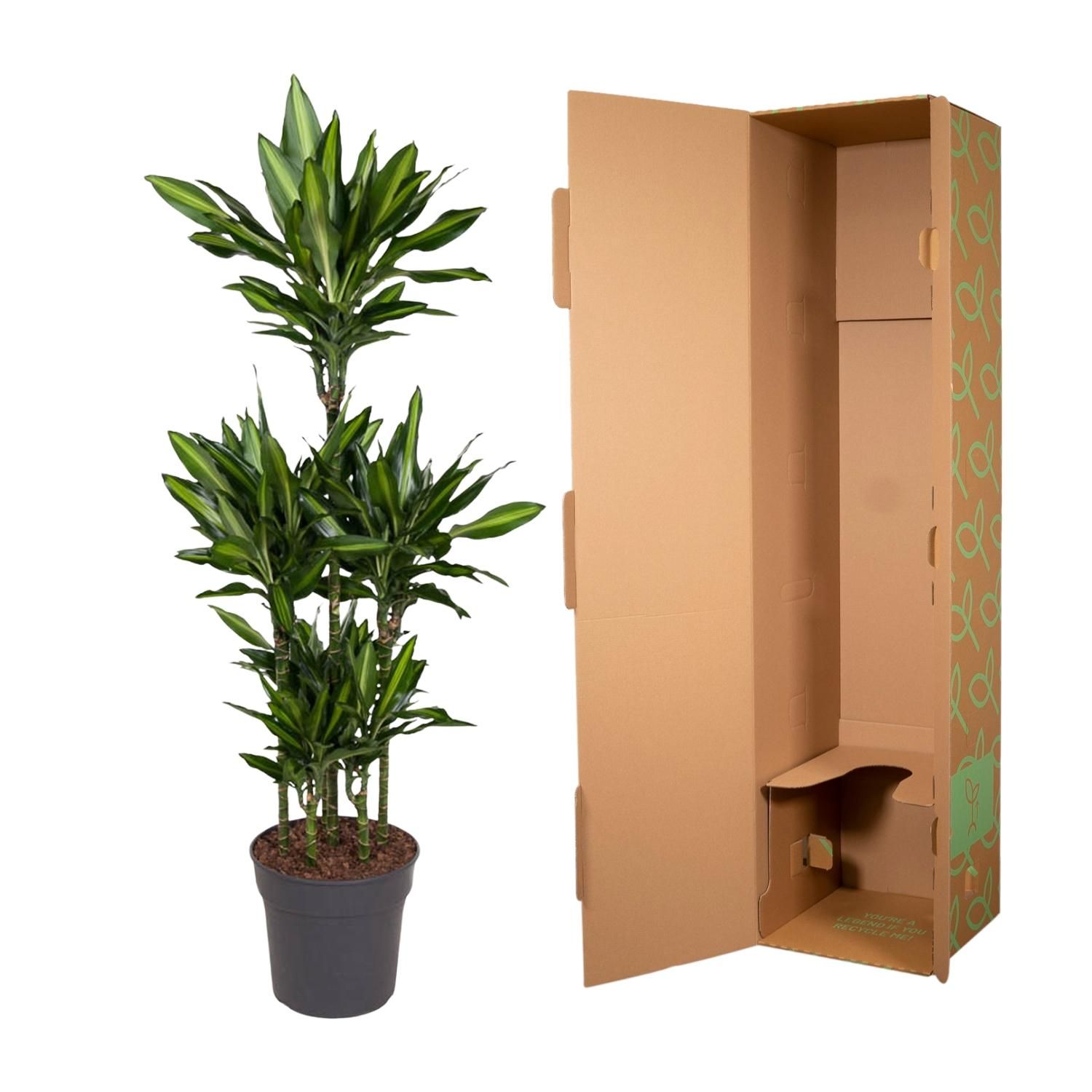 Dracaena Cintho - elegante Grünpflanze mit farbiger Blattkante