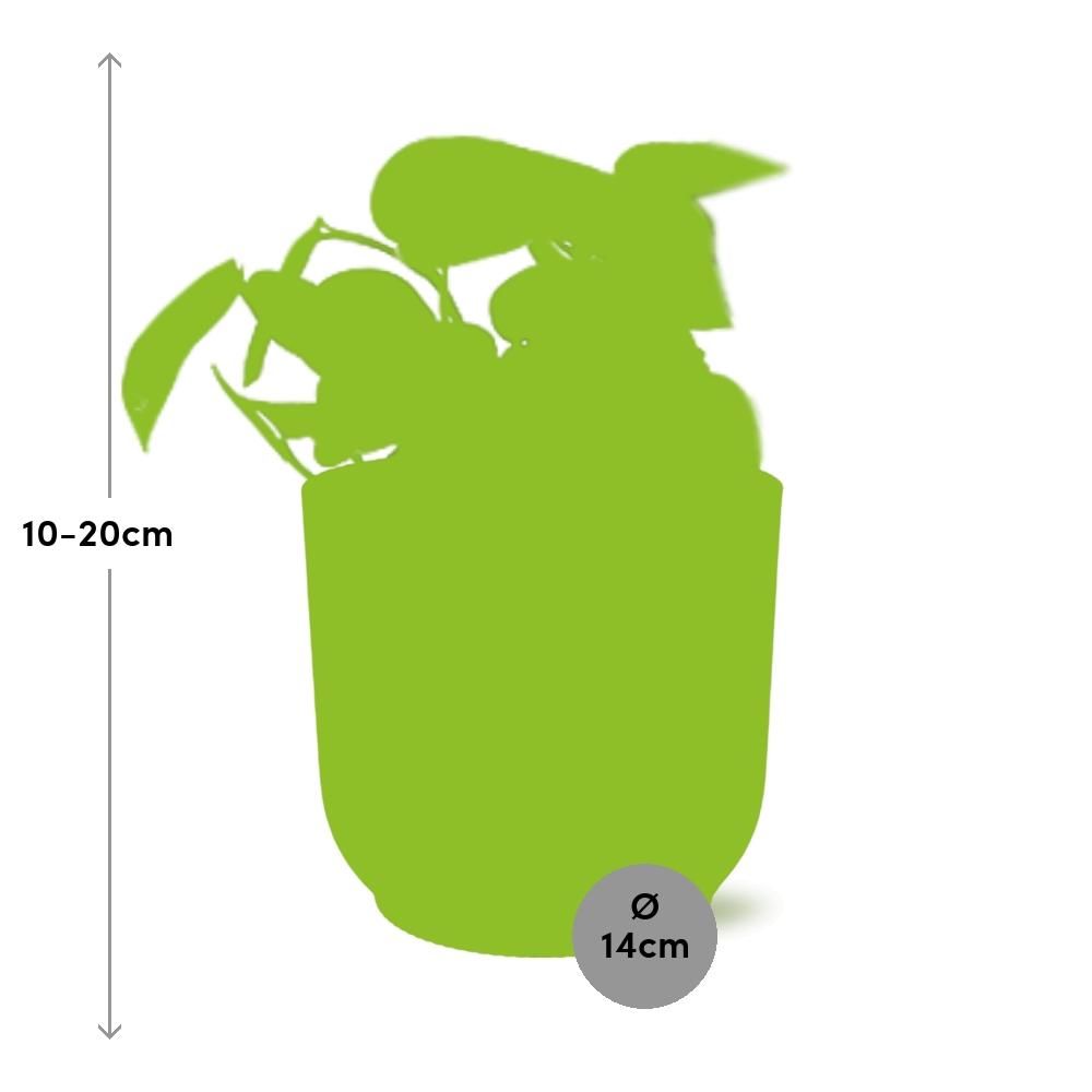 Scindapsus Pictus ‚Trebie‘ Zimmerpflanze im eleganten Übertopf