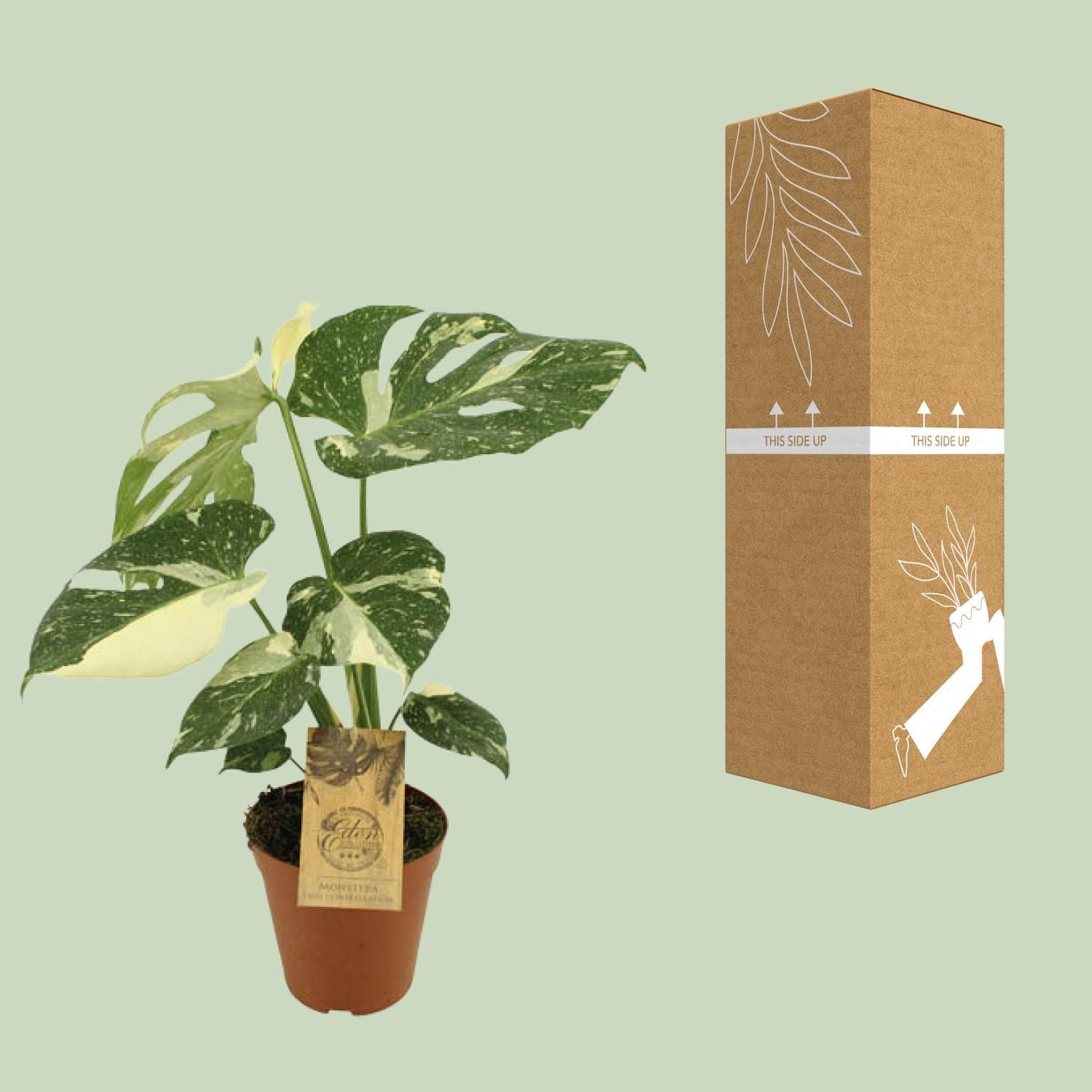 Monstera Thai Constellation Zimmerpflanze