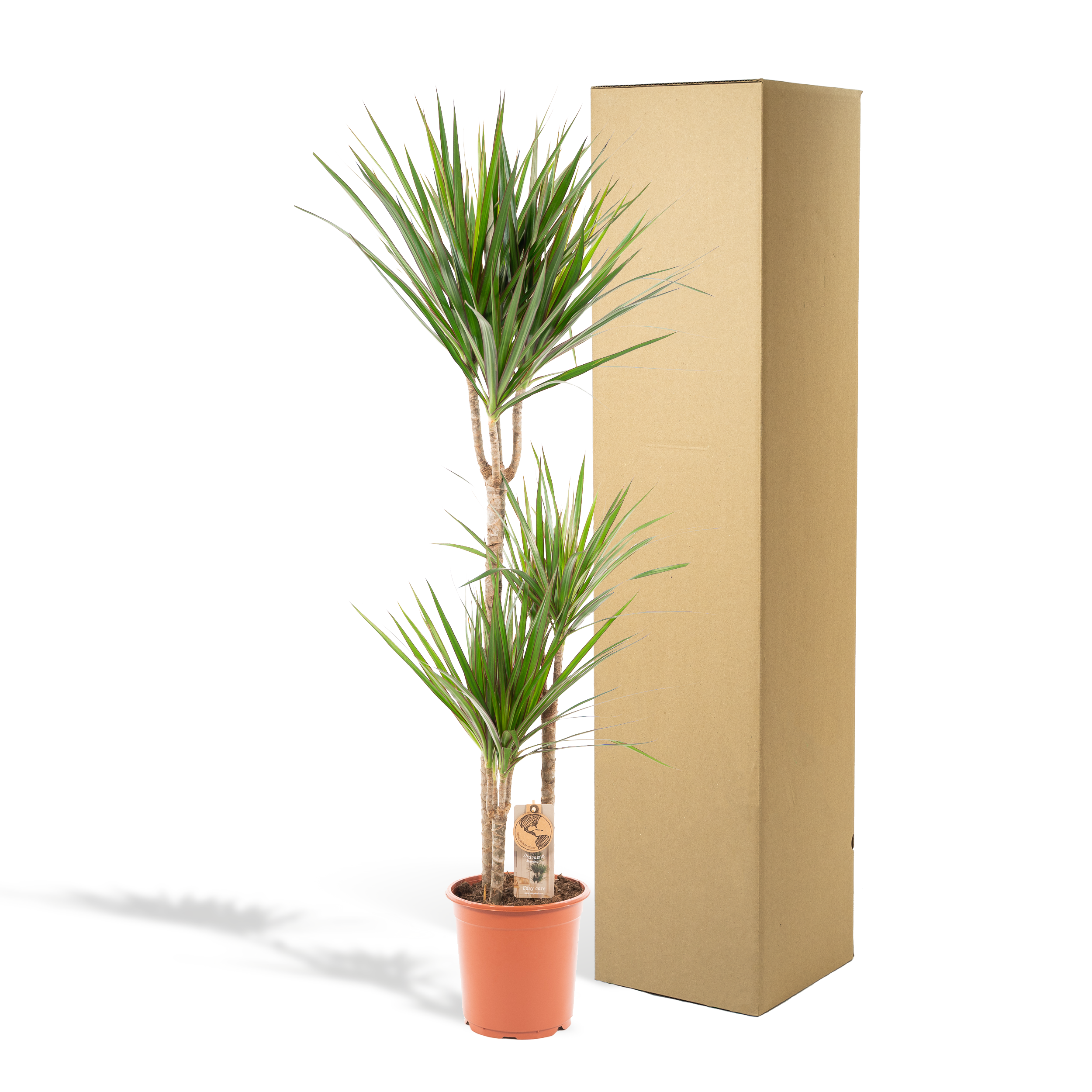 Dracaena Marginata Drachenbaum Zimmerpflanze