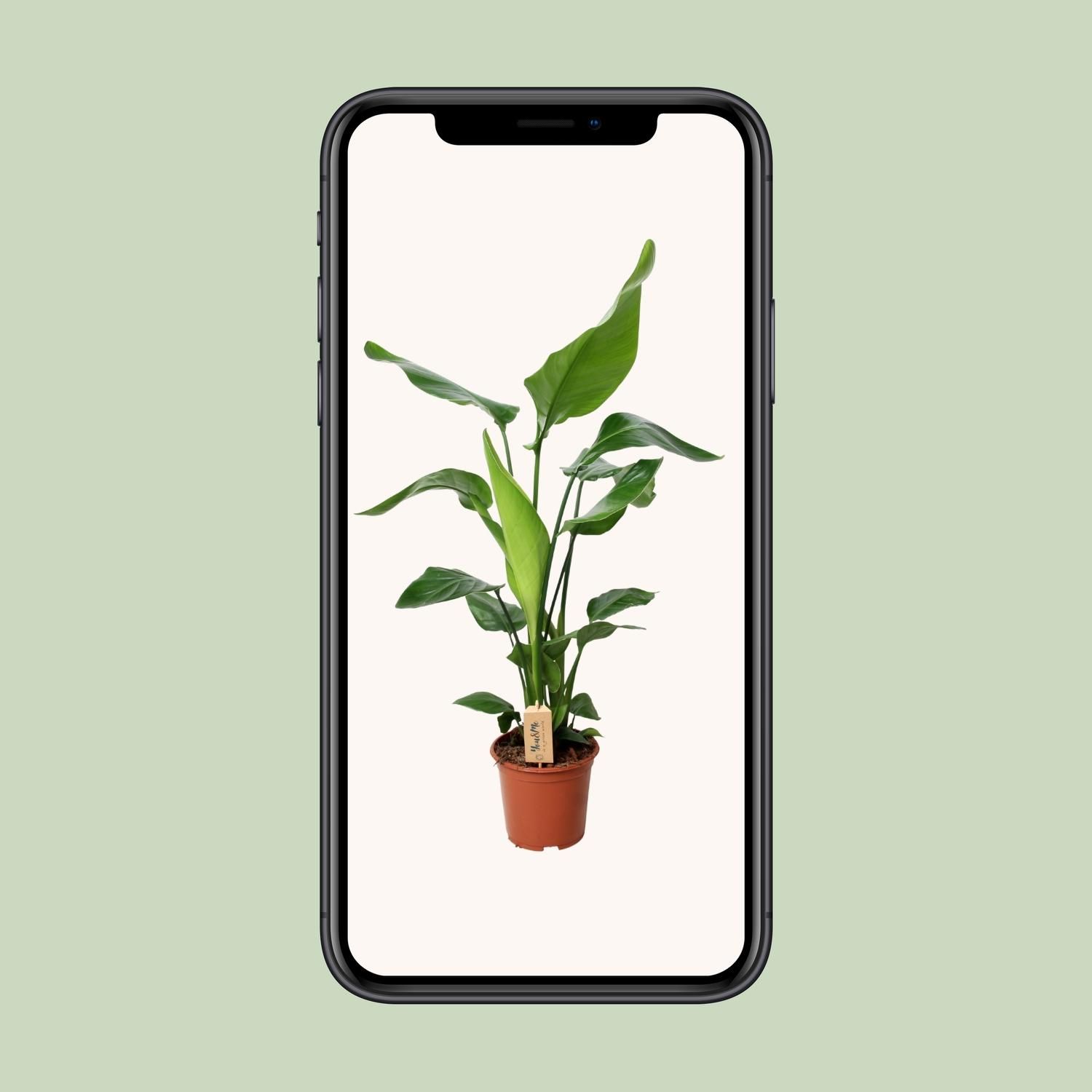 Strelitzia Nicolai - Exotische Paradiesvogelblume für Innenräume