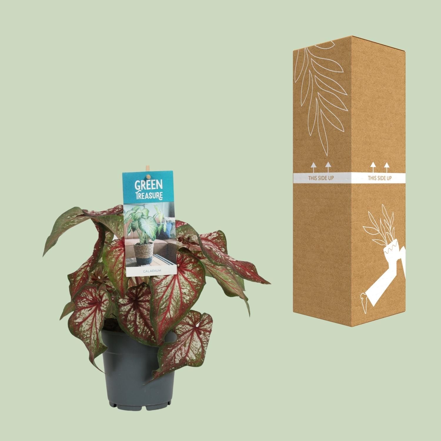 Caladium Engelsschwingen Zimmerpflanze