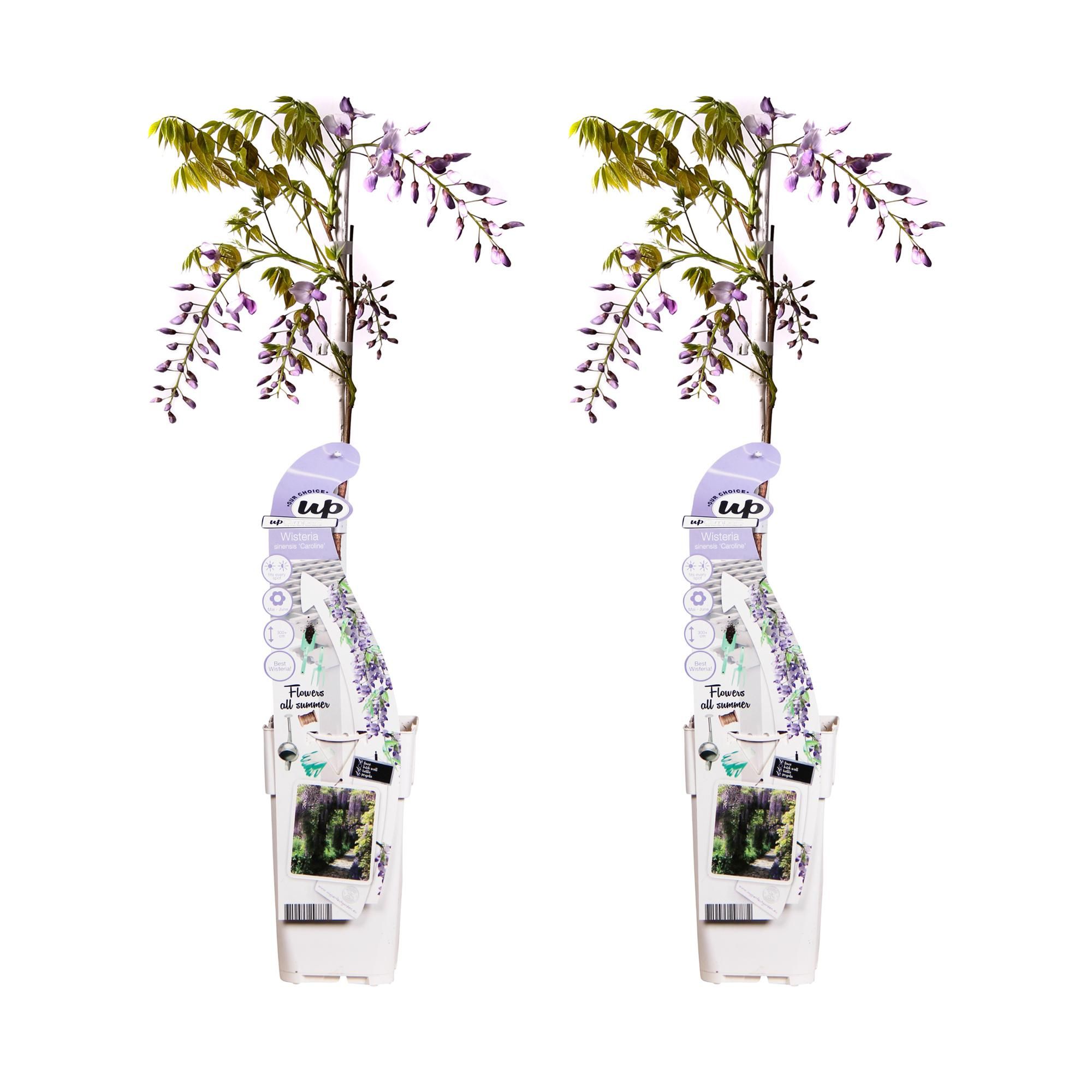 Blauregen Wisteria sinensis Caroline Kletterpflanze