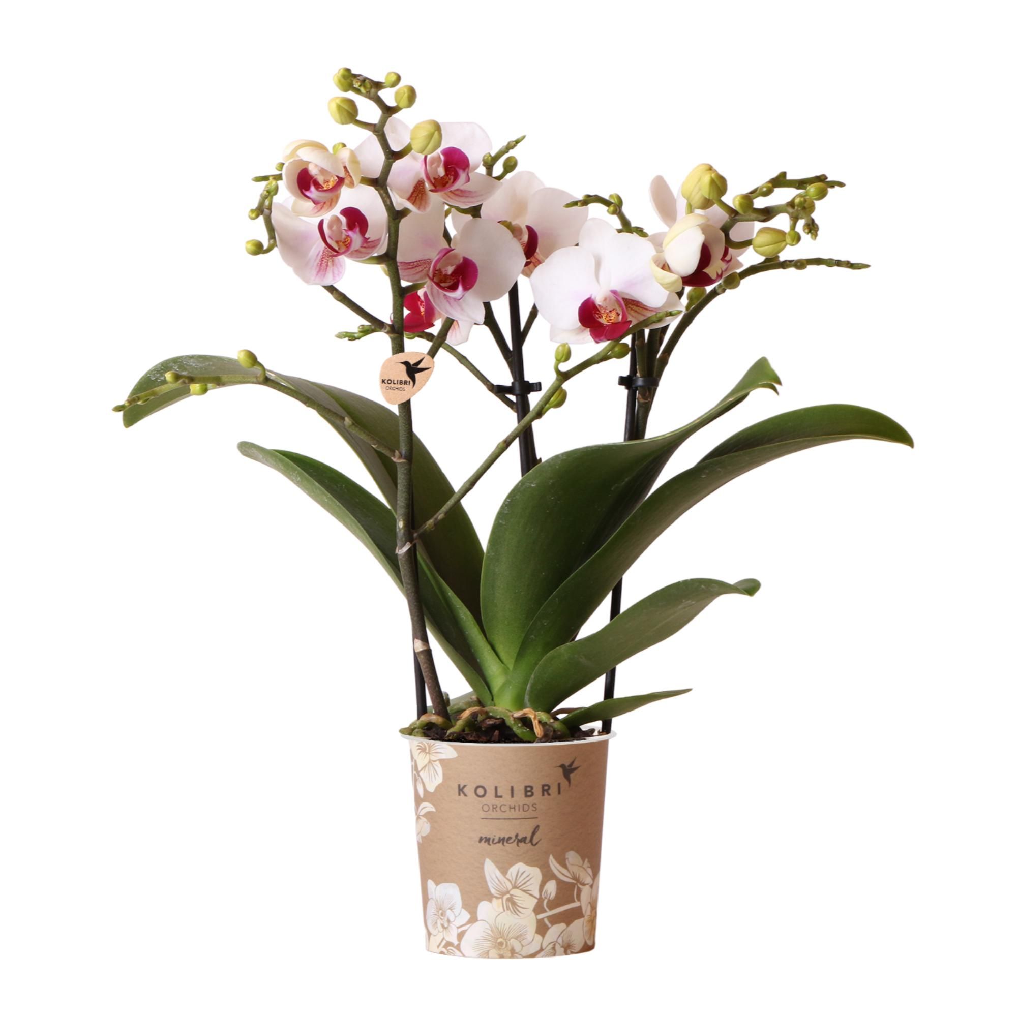 Weiße Phalaenopsis Orchidee Mineral Gibraltar