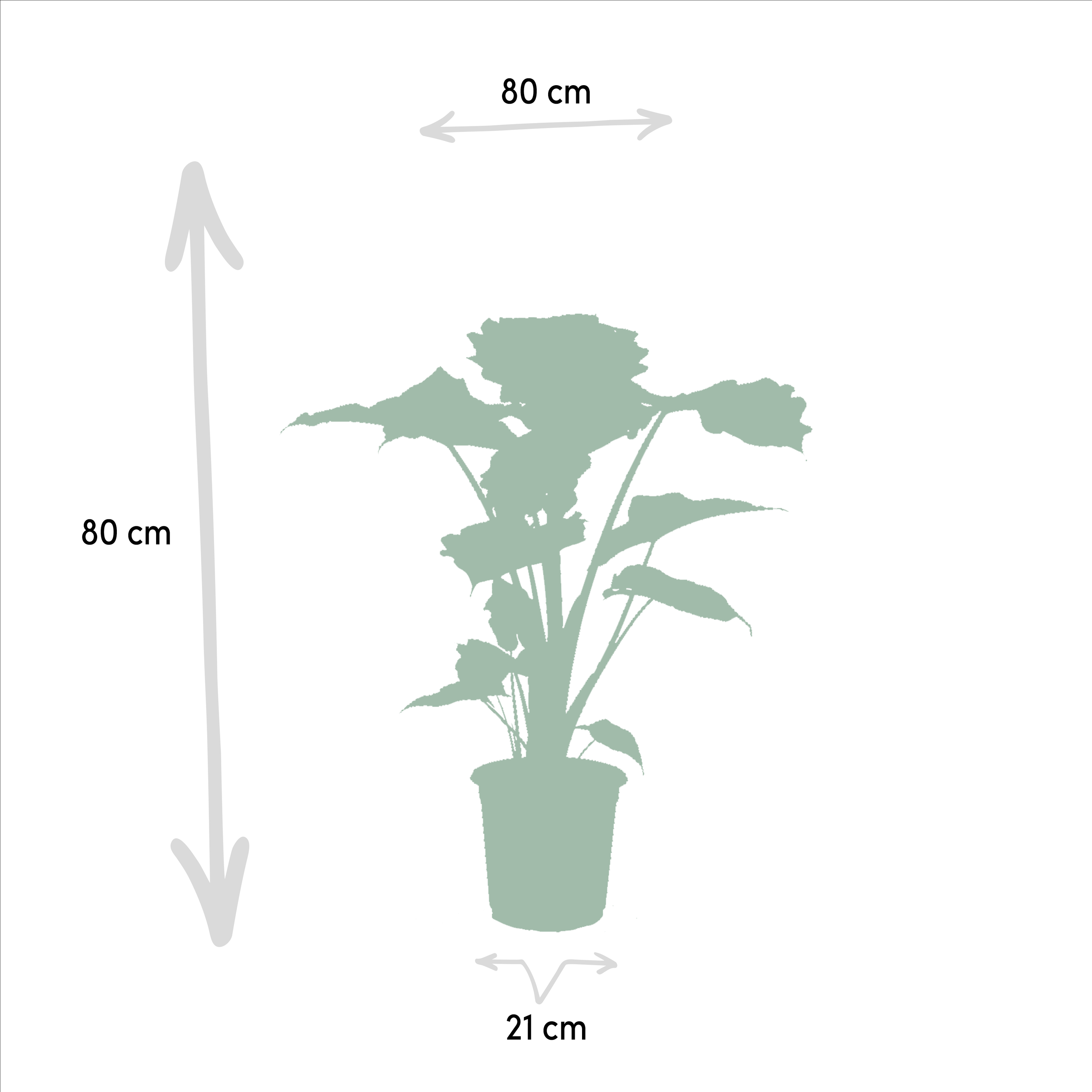 Alocasia Wentii und Portodora Zimmerpflanzen Set