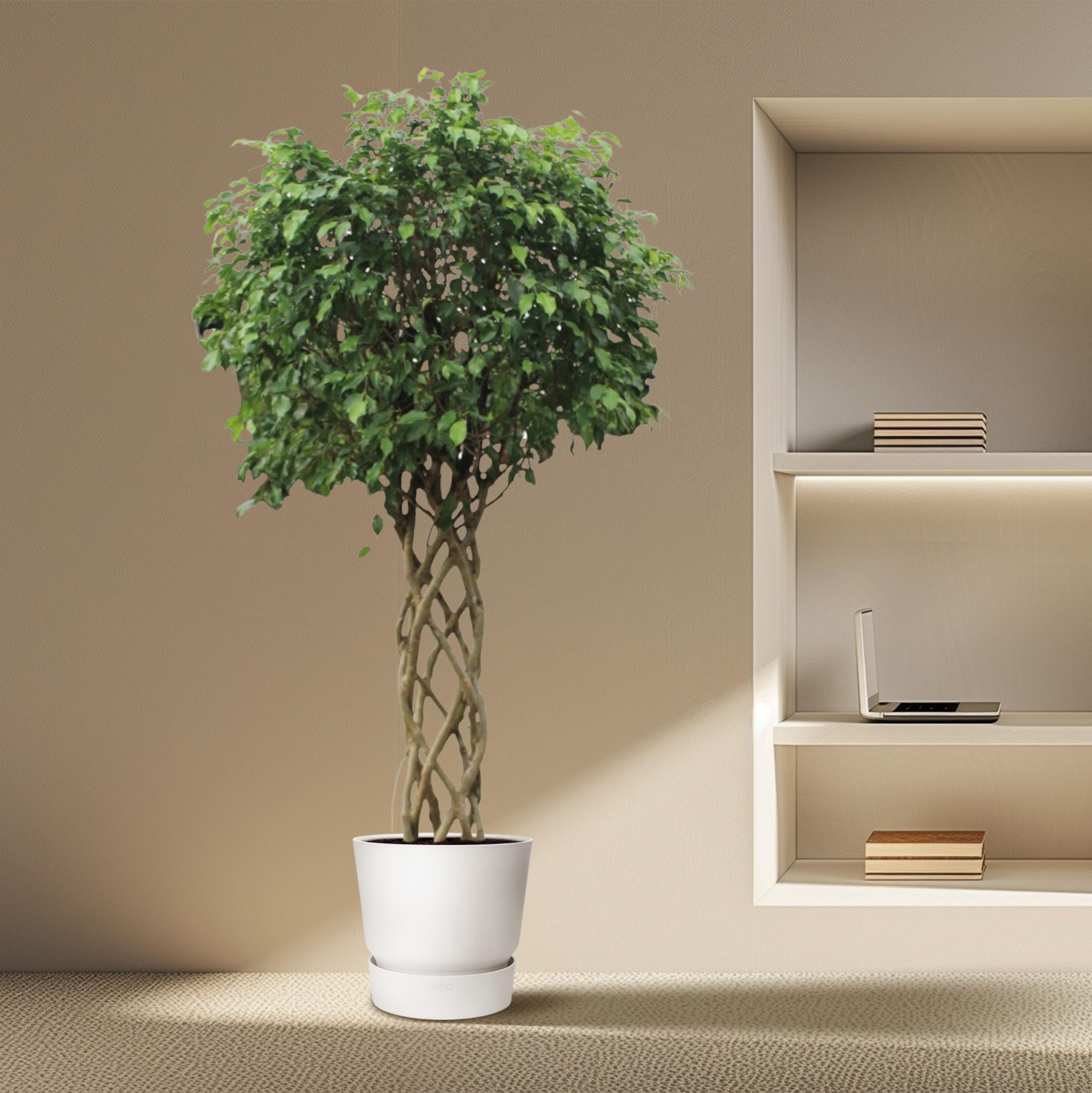 Ficus Benjamina Exotica Zimmerpflanze mit geflochtenem Stamm