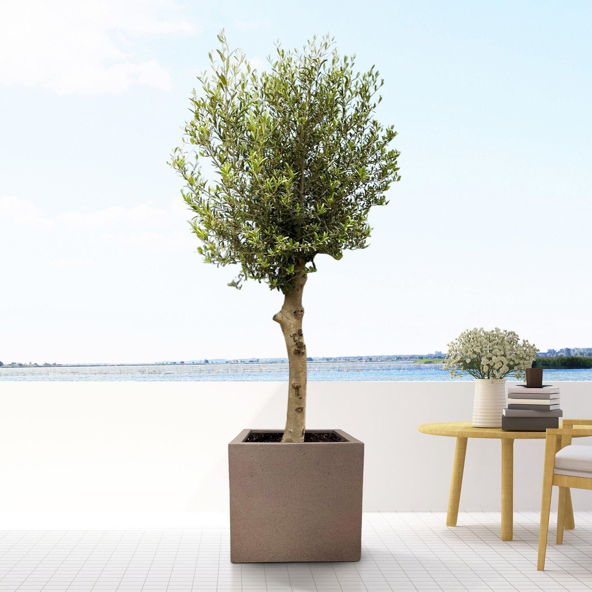 Eleganter Fabien Pflanztopf in Bronze | D60 H60