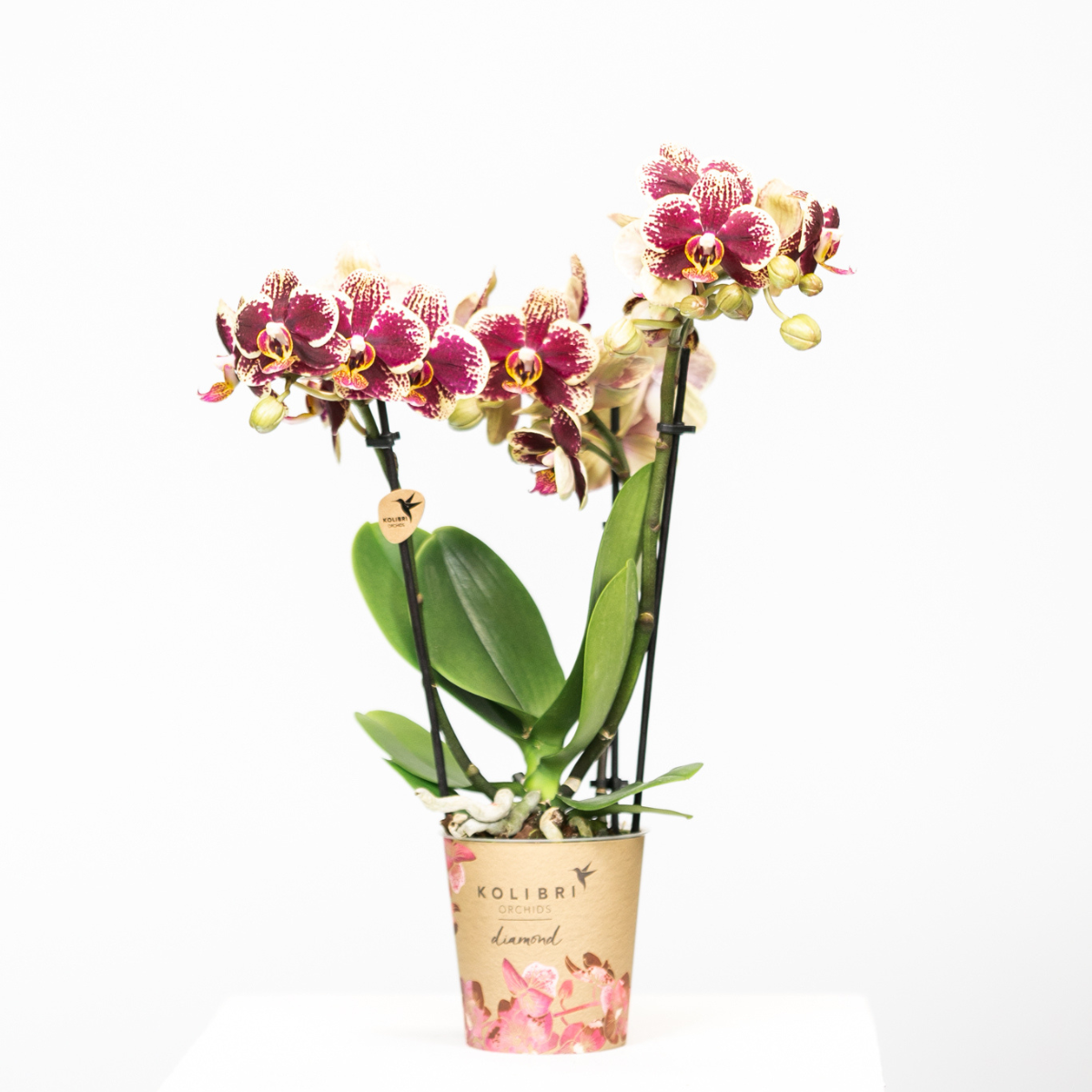 Phalaenopsis Orchidee Gelb-Rot – Blühende Zimmerpflanze