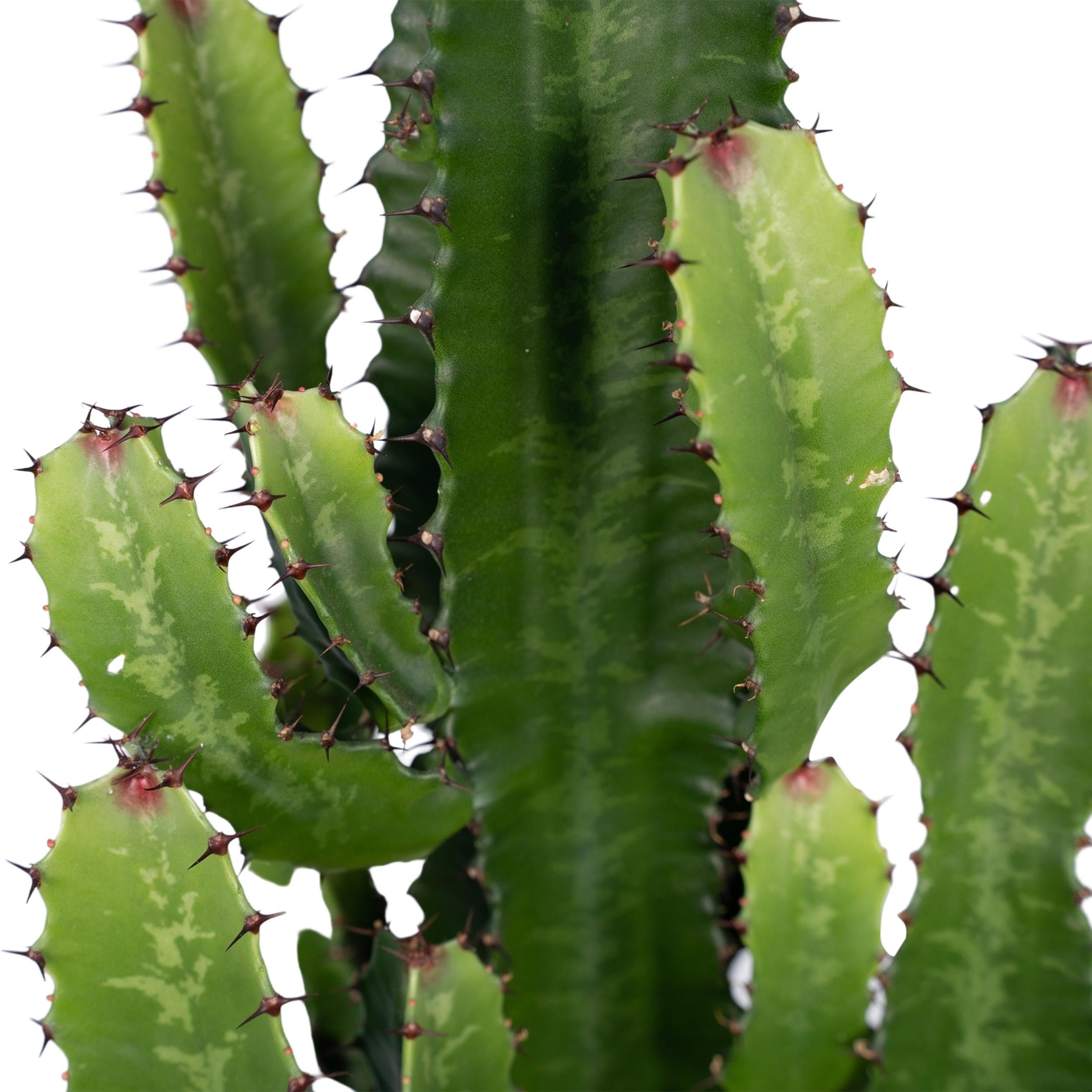 Euphorbia Acrurensis Exotische Zimmerpflanze