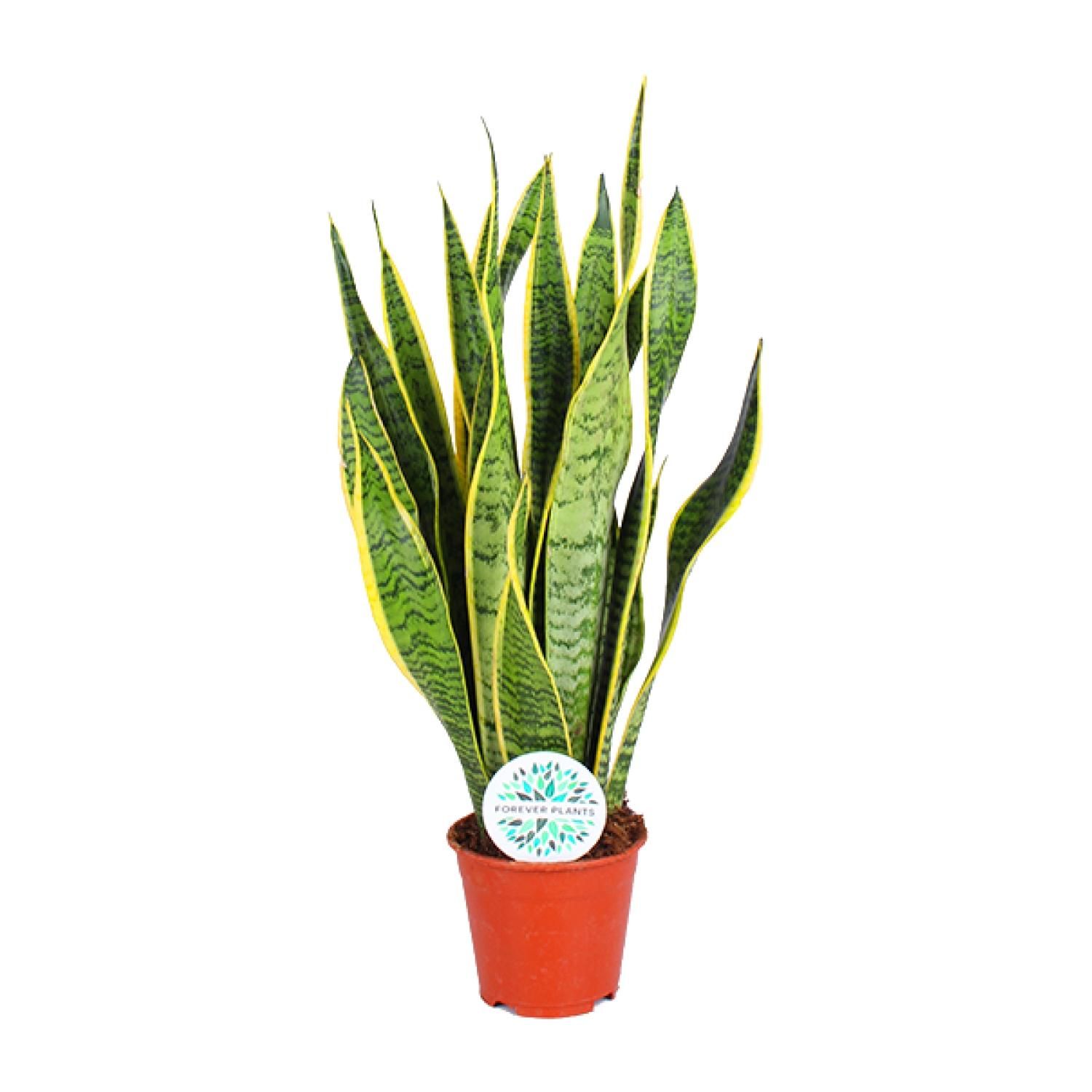 Sansevieria Laurentii Zimmerpflanze