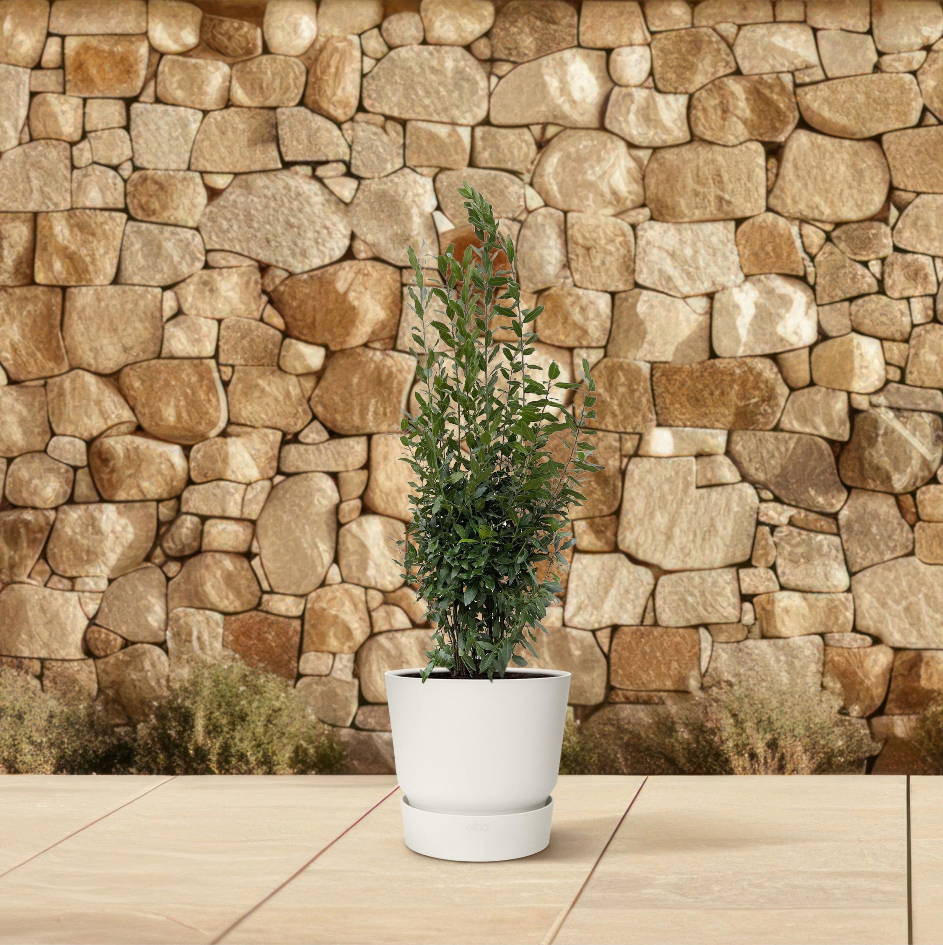 Laurus Nobilis Lorbeer Baum