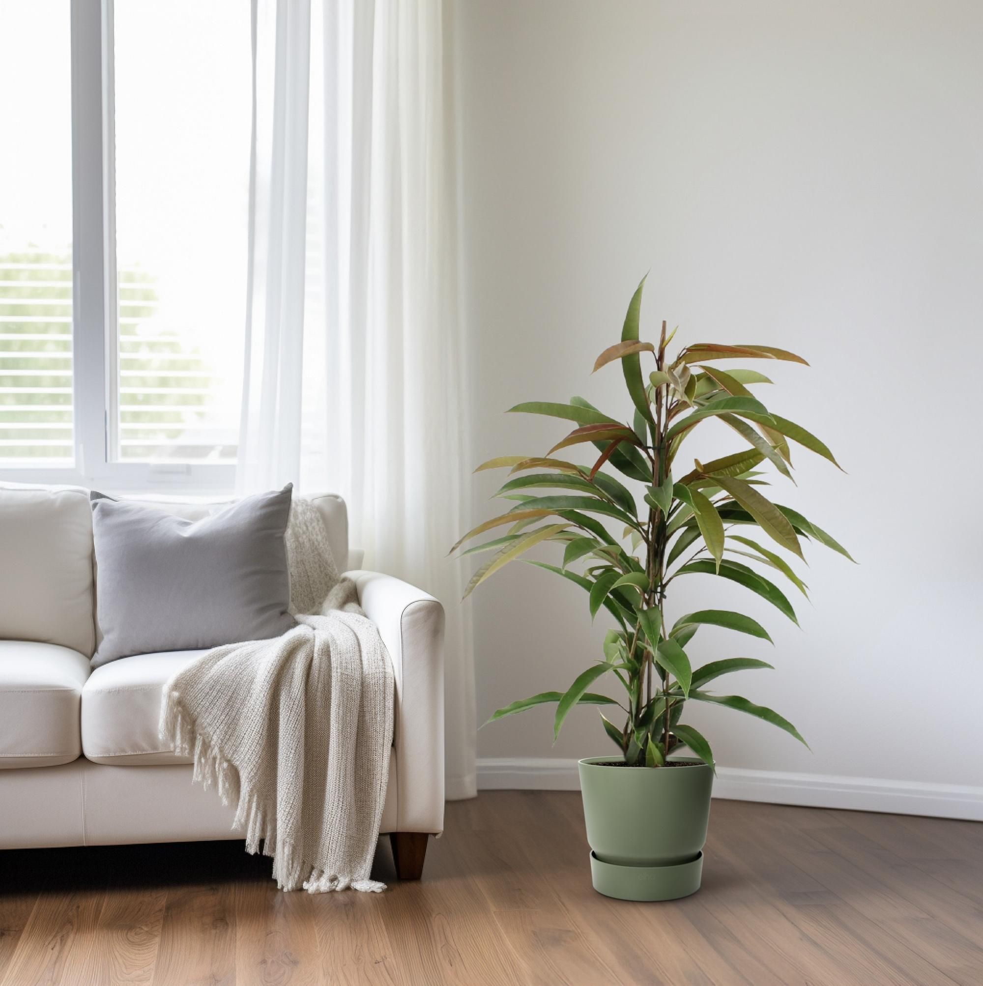 Ficus Binnendijkii Amstel King Zimmerpflanze