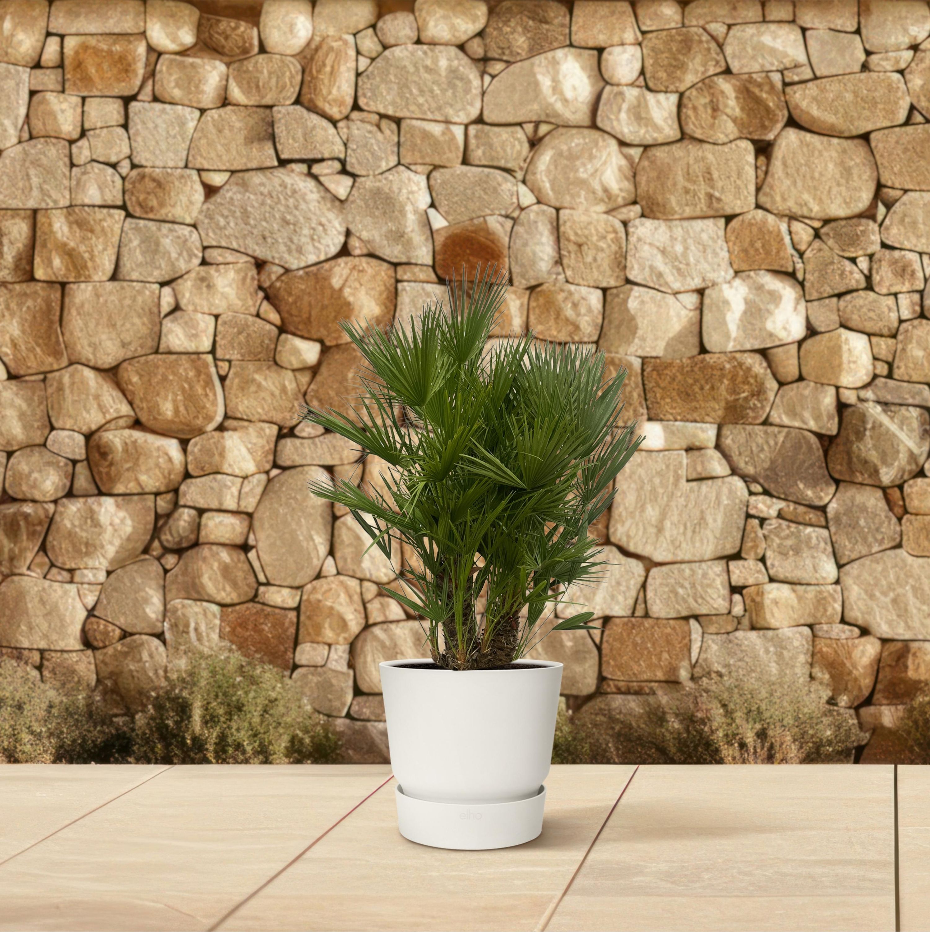Chamaerops Humilis Zwergpalme mehrstämmig
