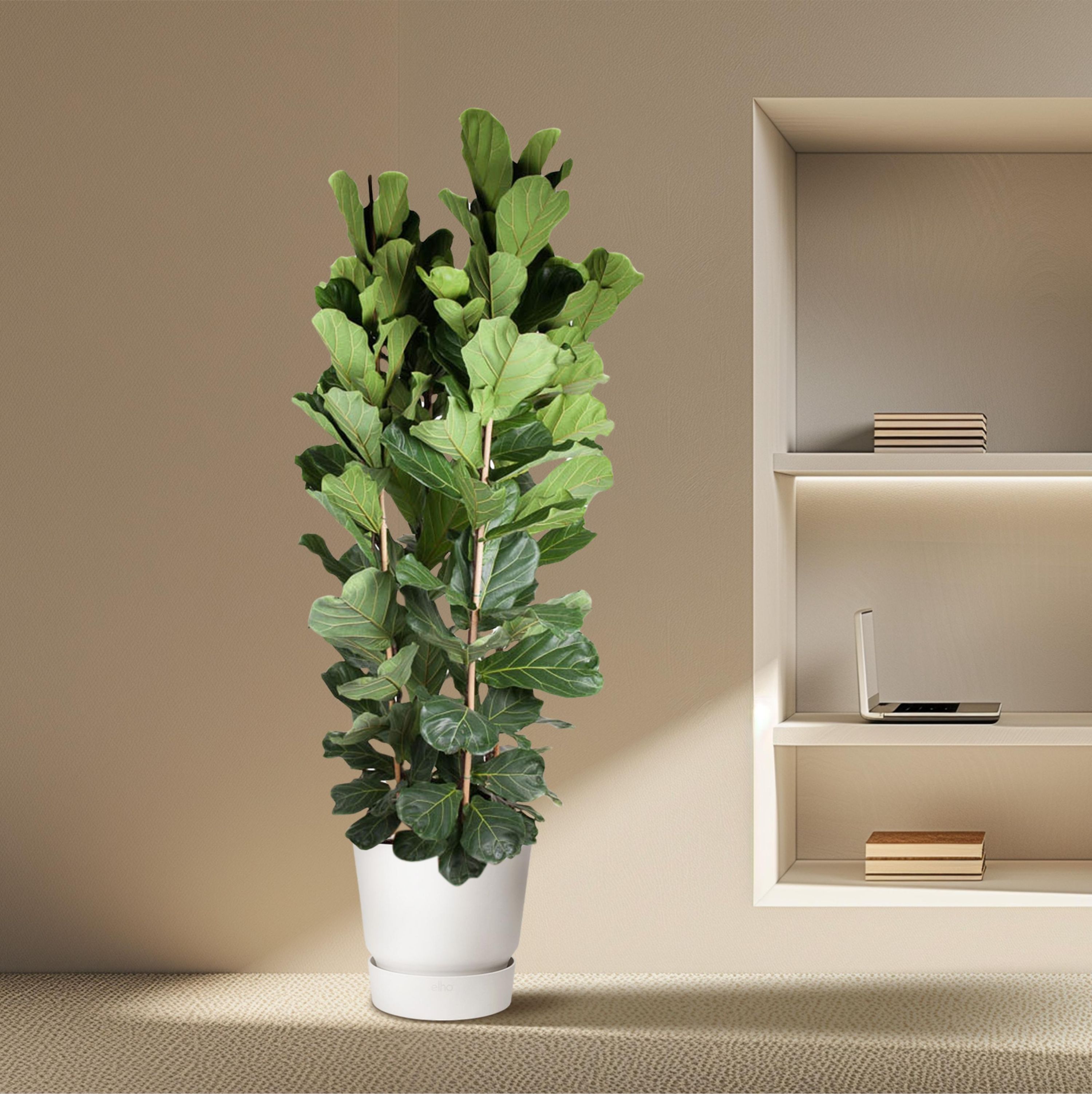 Ficus Lyrata Geigenfeige Zimmerpflanze