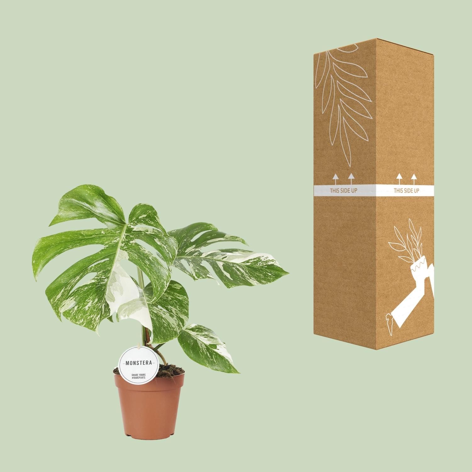 Monstera Variegata Zimmerpflanze