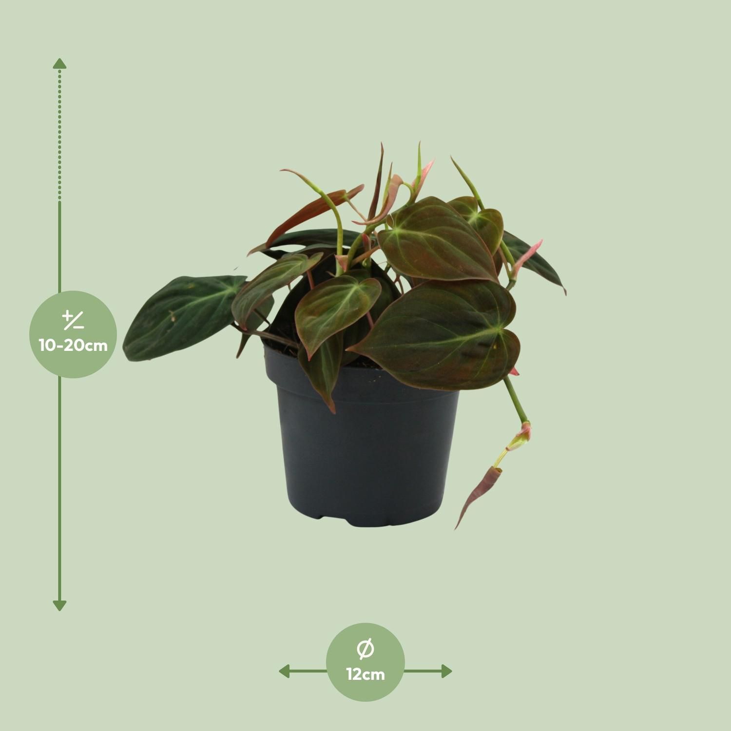 Philodendron Micans Zimmerpflanze