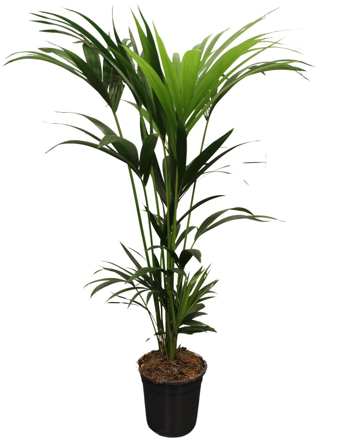 Kentia Palme – Howea Forsteriana – 120-140cm Hoch
