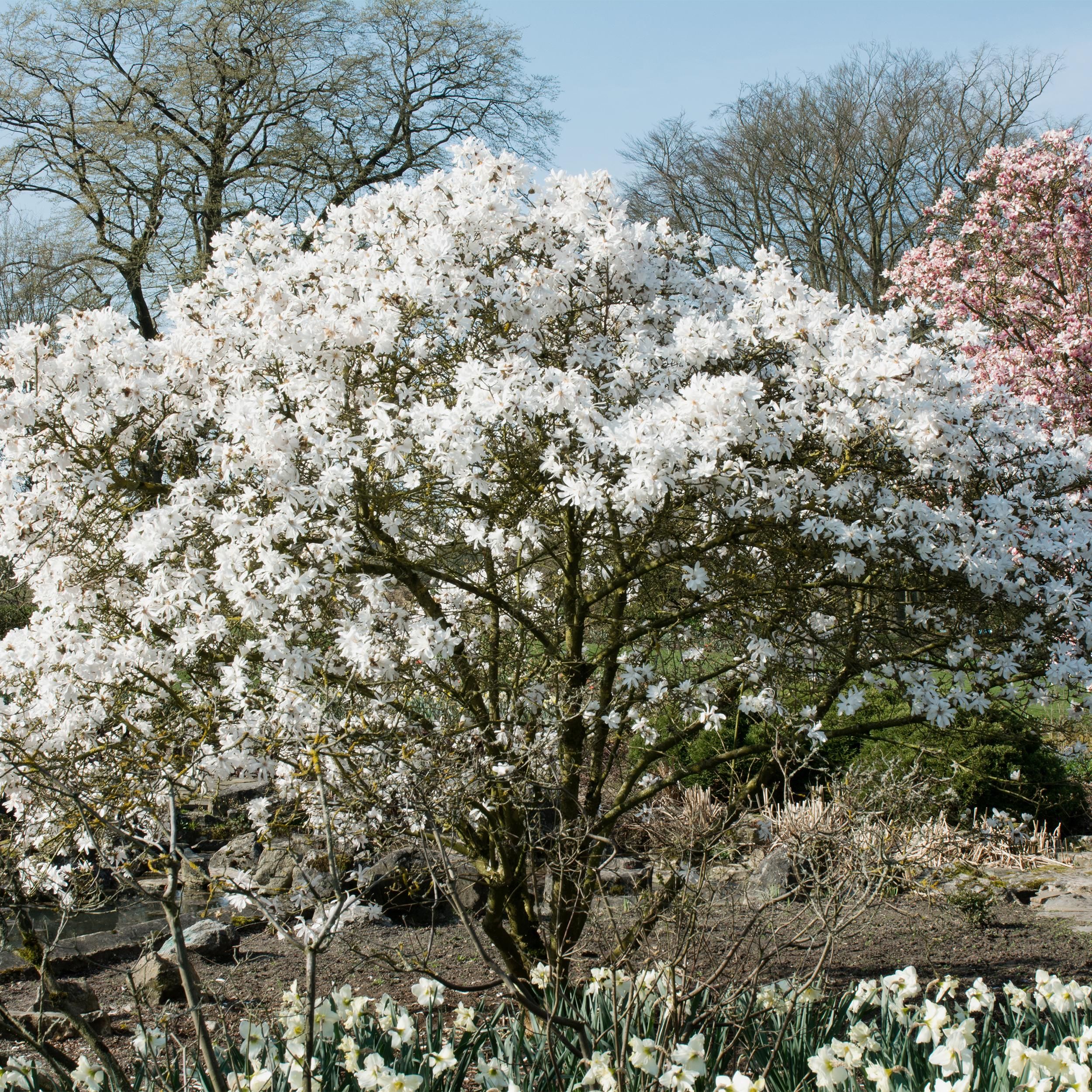 Magnolia Stellata Busch – Weiße Blüte – Laubabwerfend – Pflegeleicht