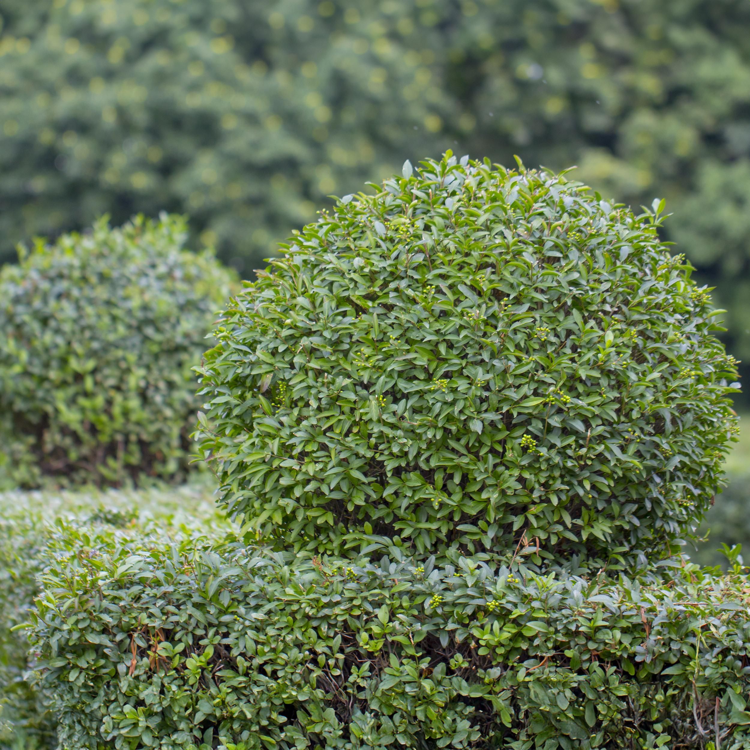 Ligustrum Ovalifolium Heckenpflanze – Immergrün – 6 Pflanzen – 1 Laufender Meter – Topf 17cm