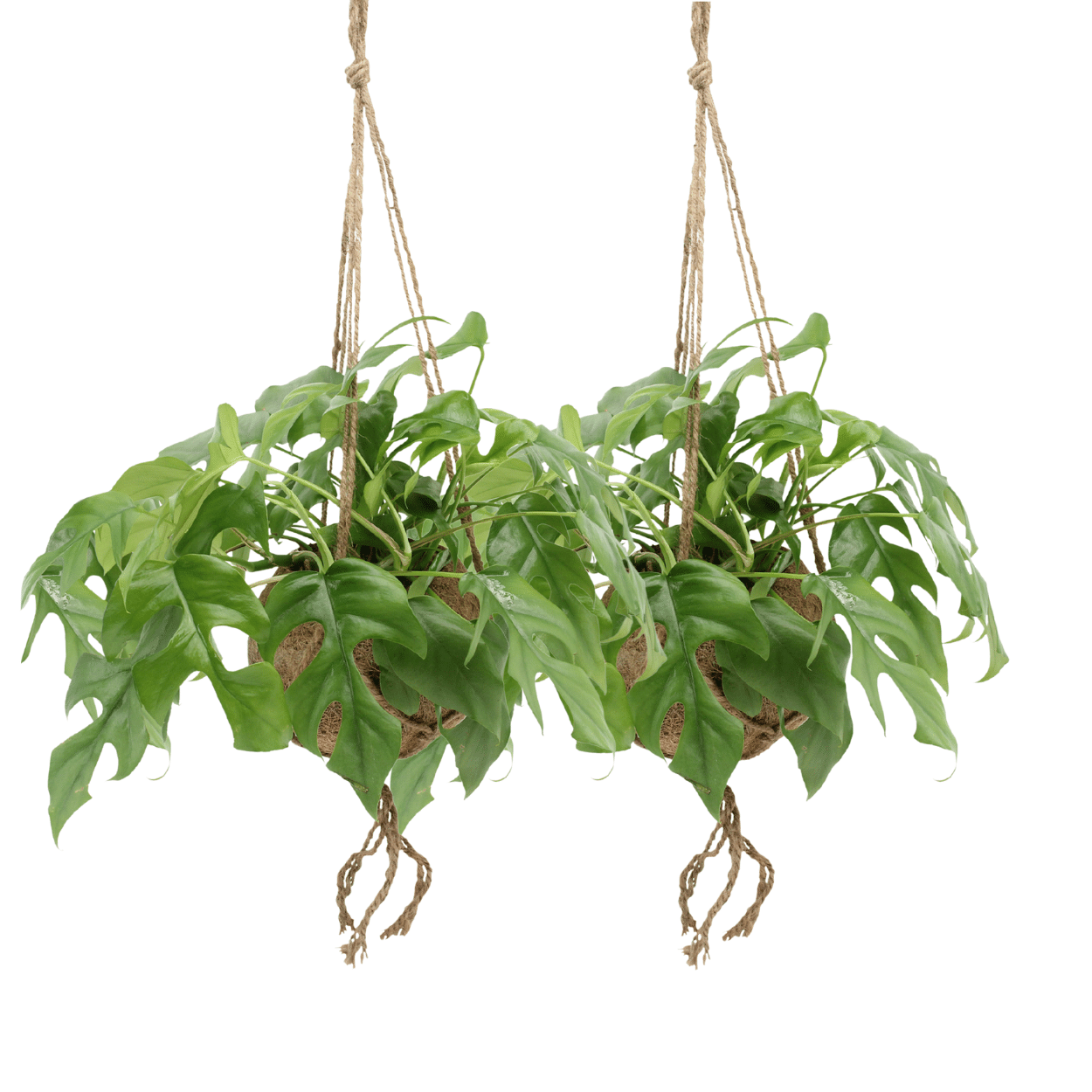 Monstera Minima Kokodama Hängetopf