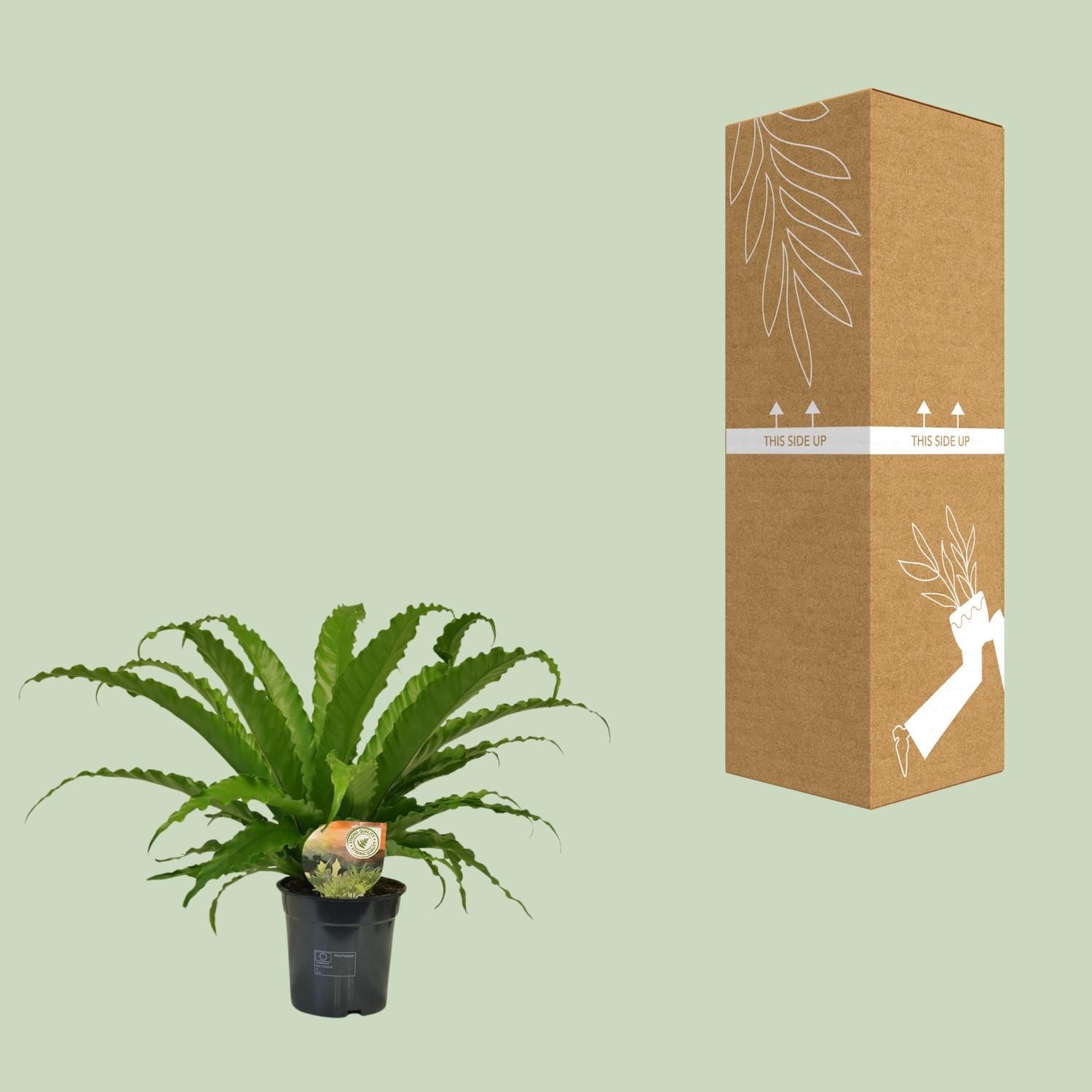 Asplenium Osaka - Eleganter Spleenfarn für Innen und Außen