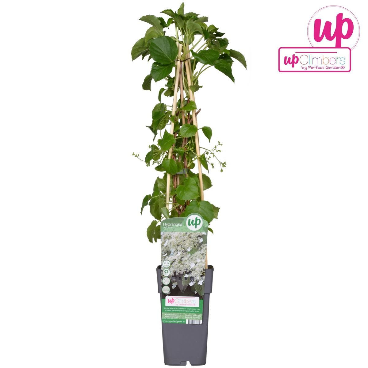 Klimhortensie Hydrangea petiolaris Kletterpflanze